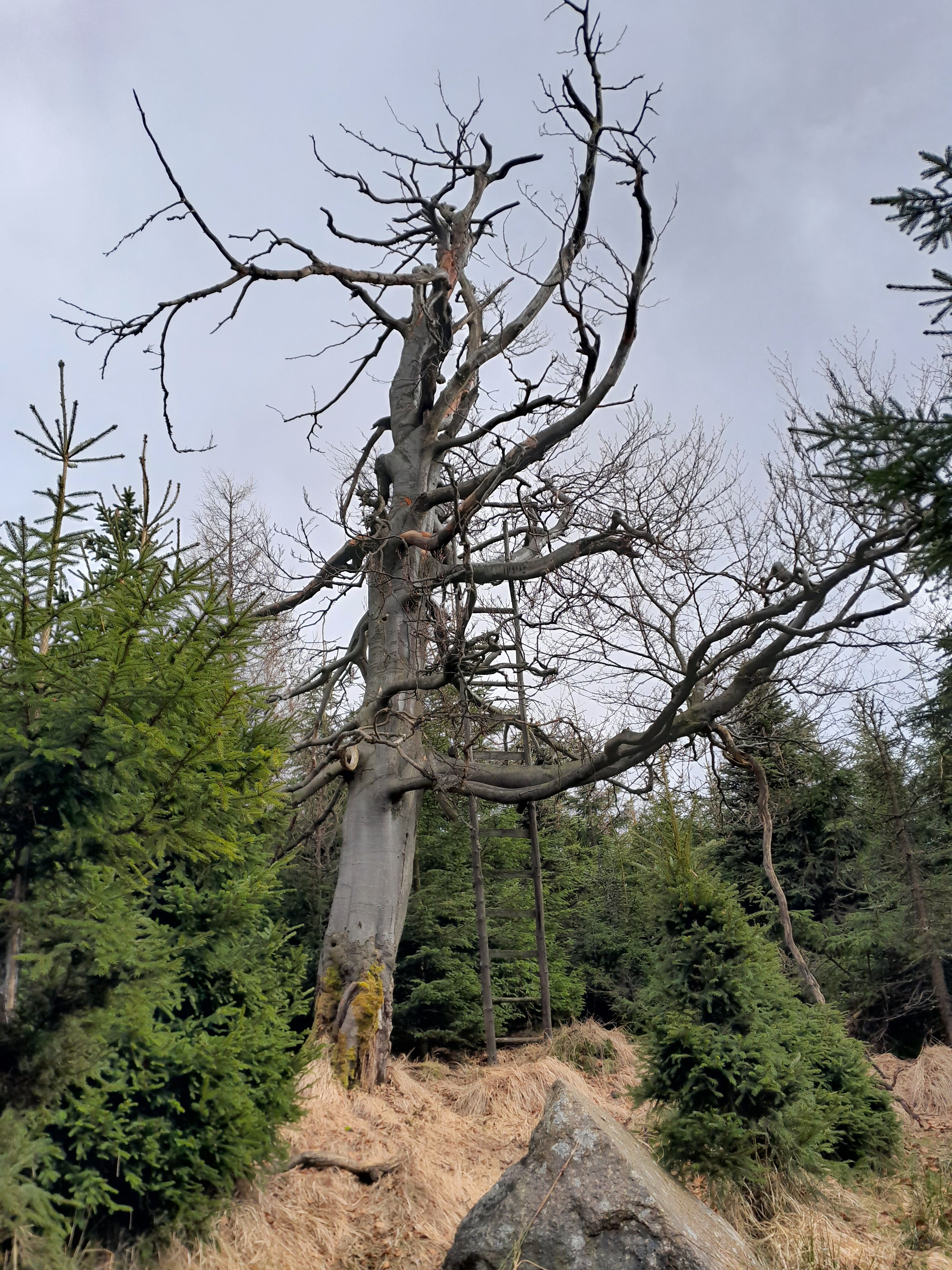 Větry ošlehaný buk