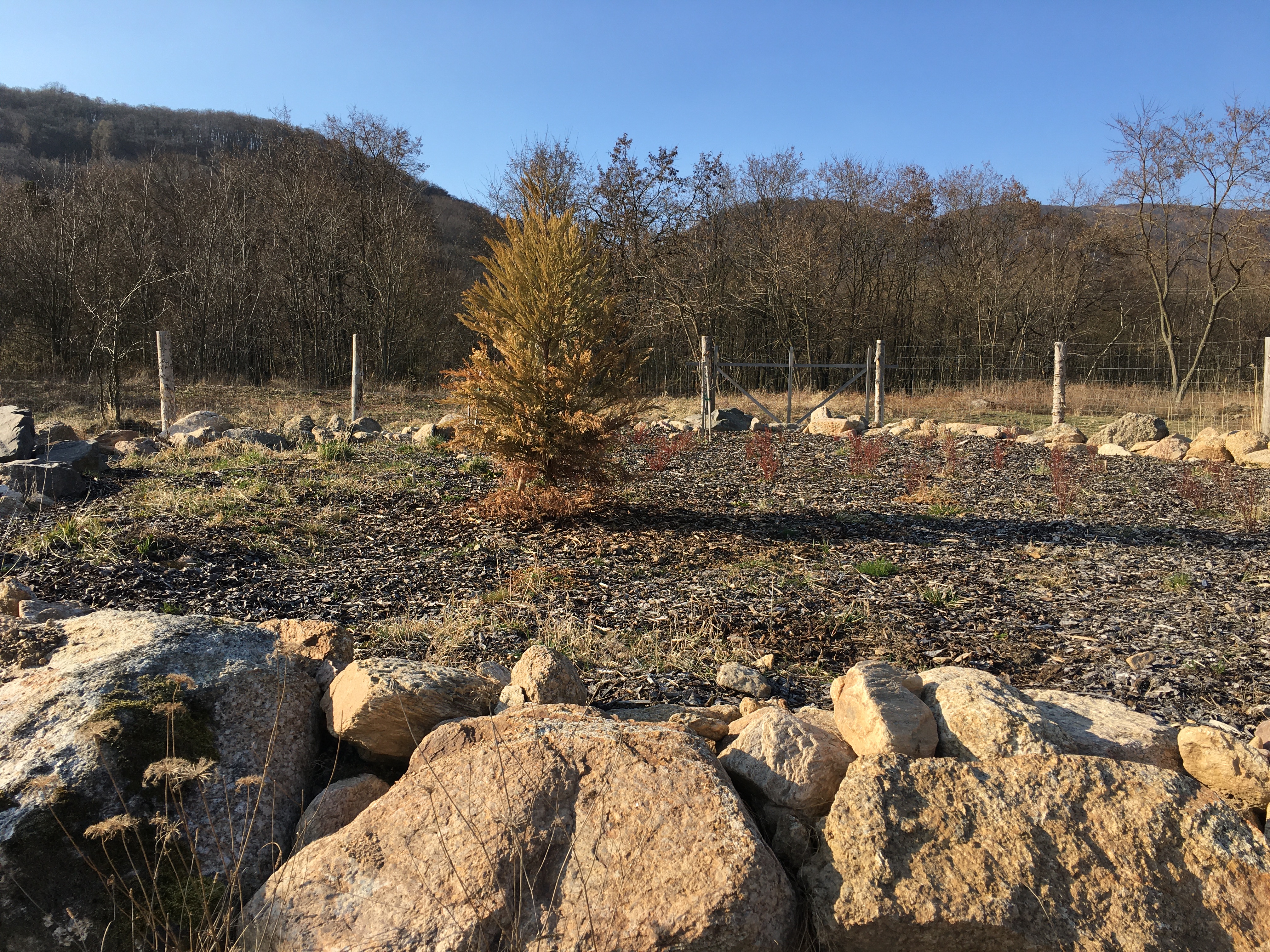 Sekvojovec 26.3 2022