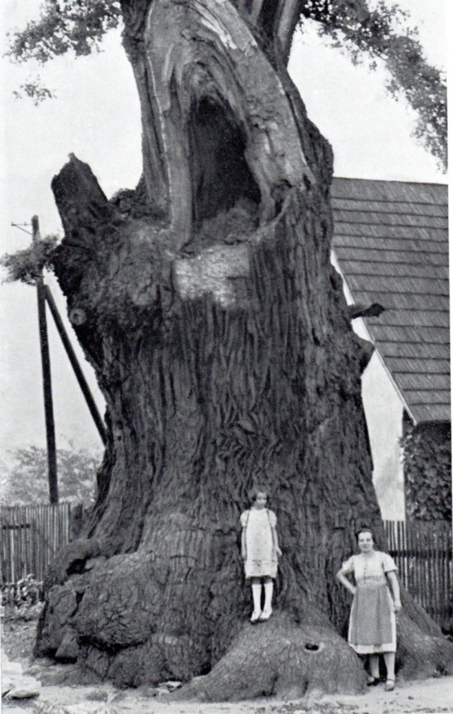 Albrechtický dědoušek