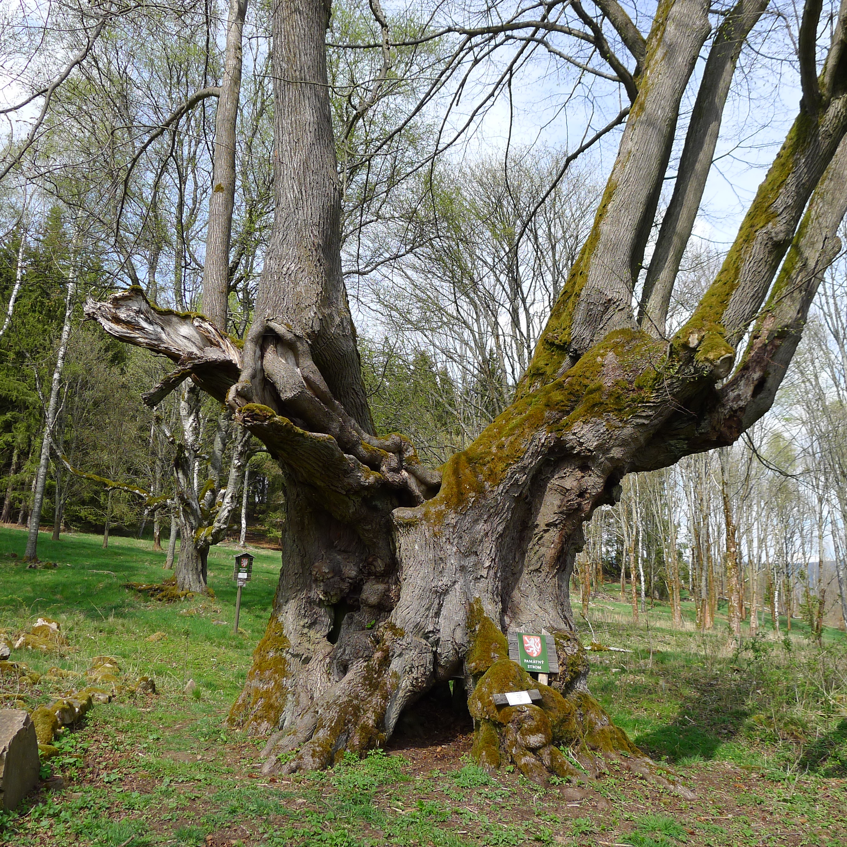 HORNÍ POPOVSKÁ LÍPA - lípa srdčitá - stáří 500 let, obvod kmene 898 cm, výška 27 m