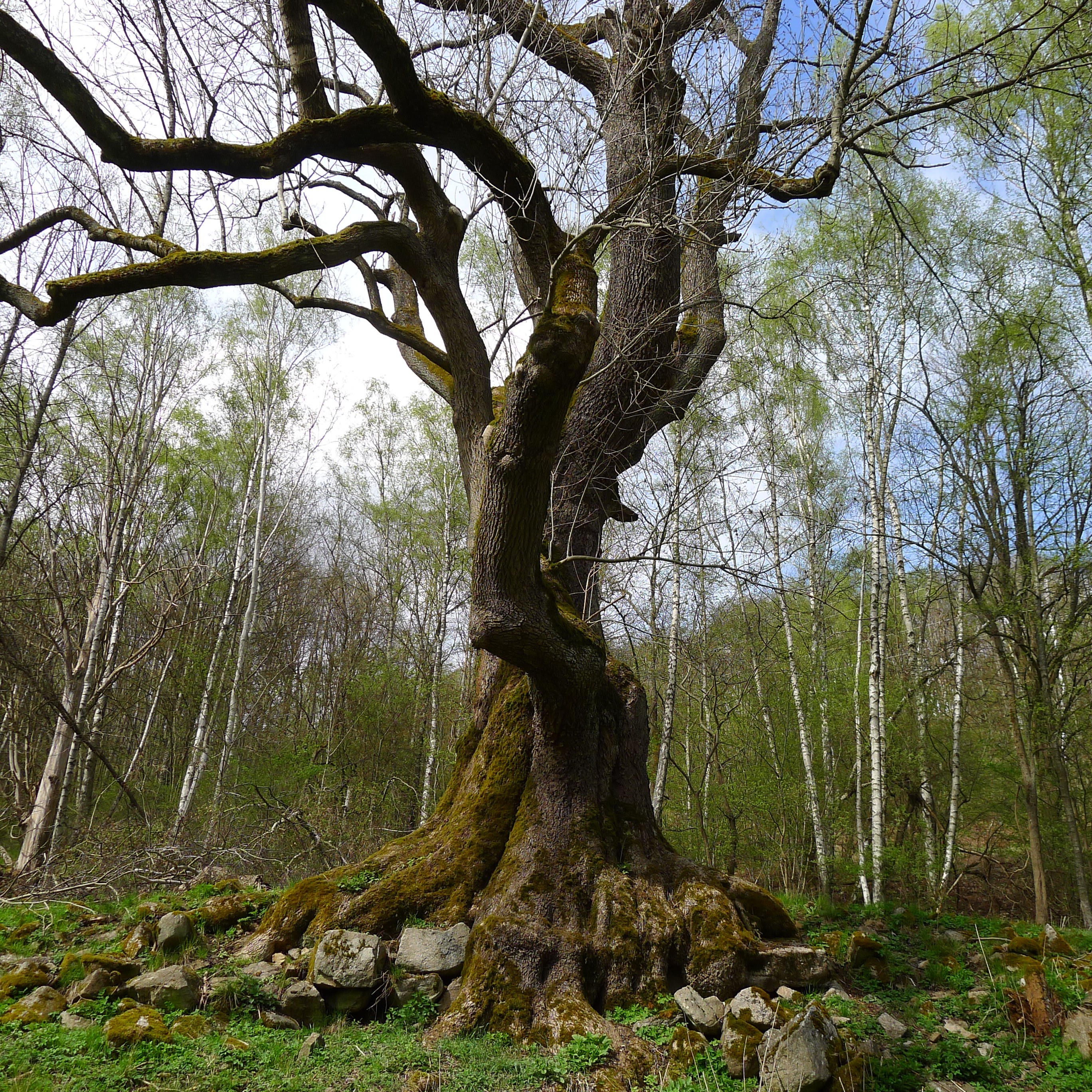 POPOVSKÝ JASAN - jasan ztepilý - stáří 200-240 let, obvod kmene 675 cm, výška 32.5 m