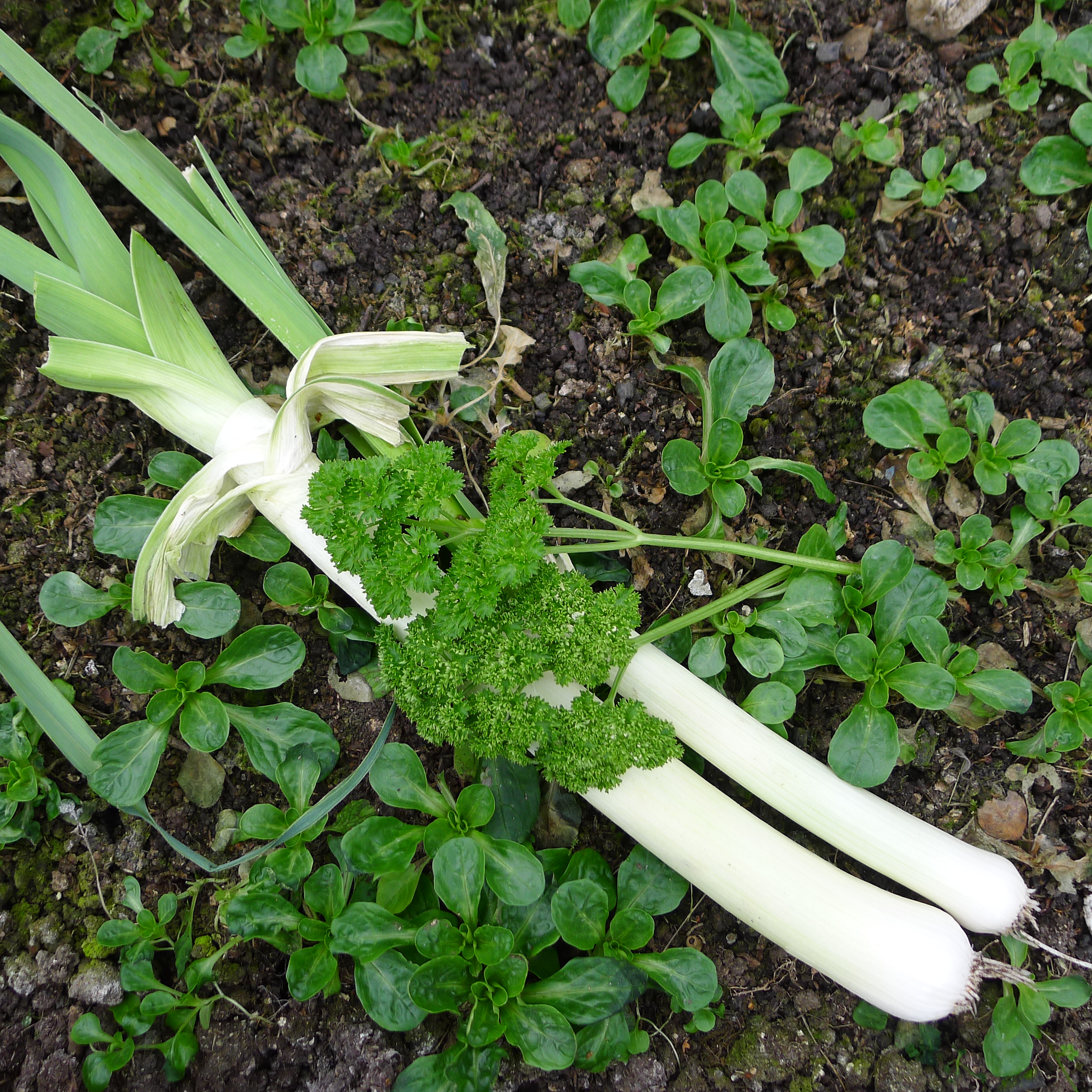 pórek, polníček a petrželka ve skleníku