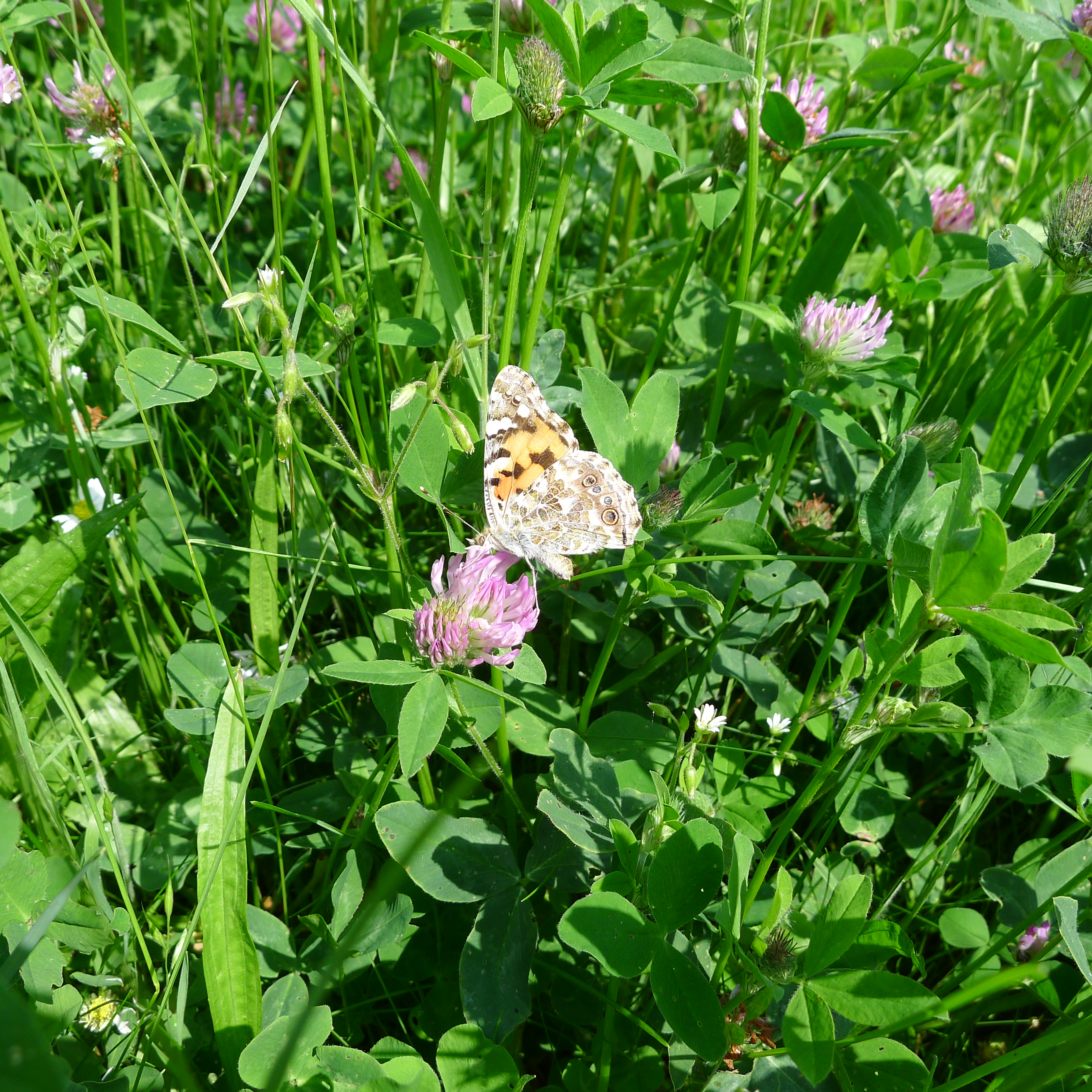 babočka bodláková