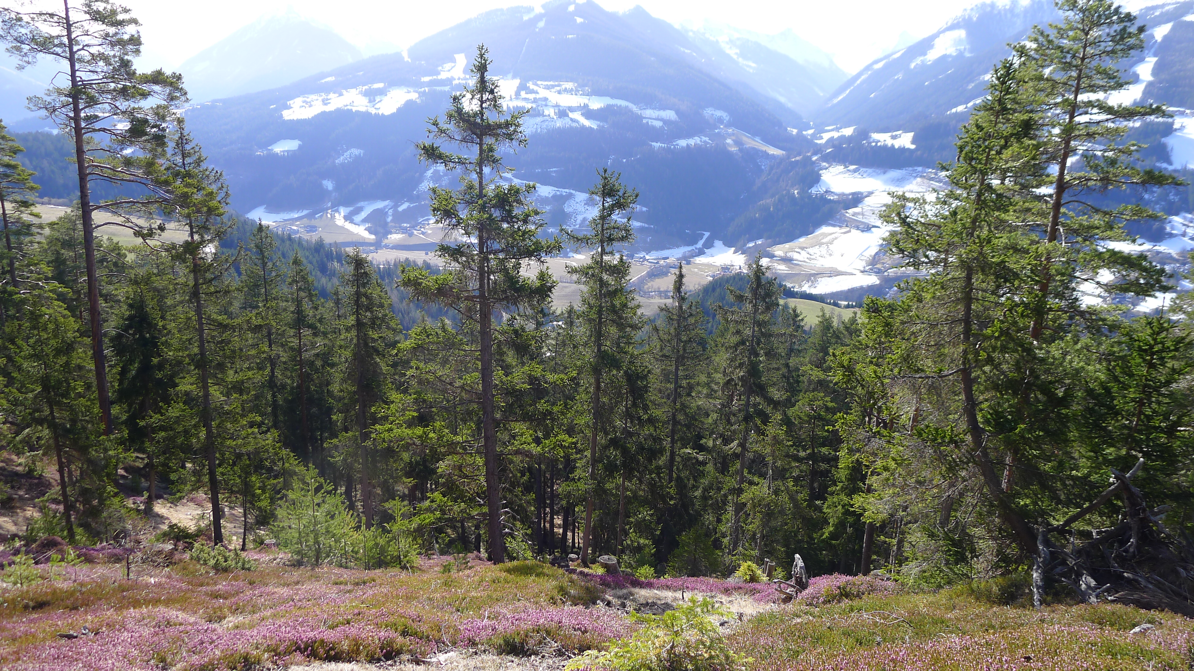 porosty vřesovce na jižní straně Halserbergu