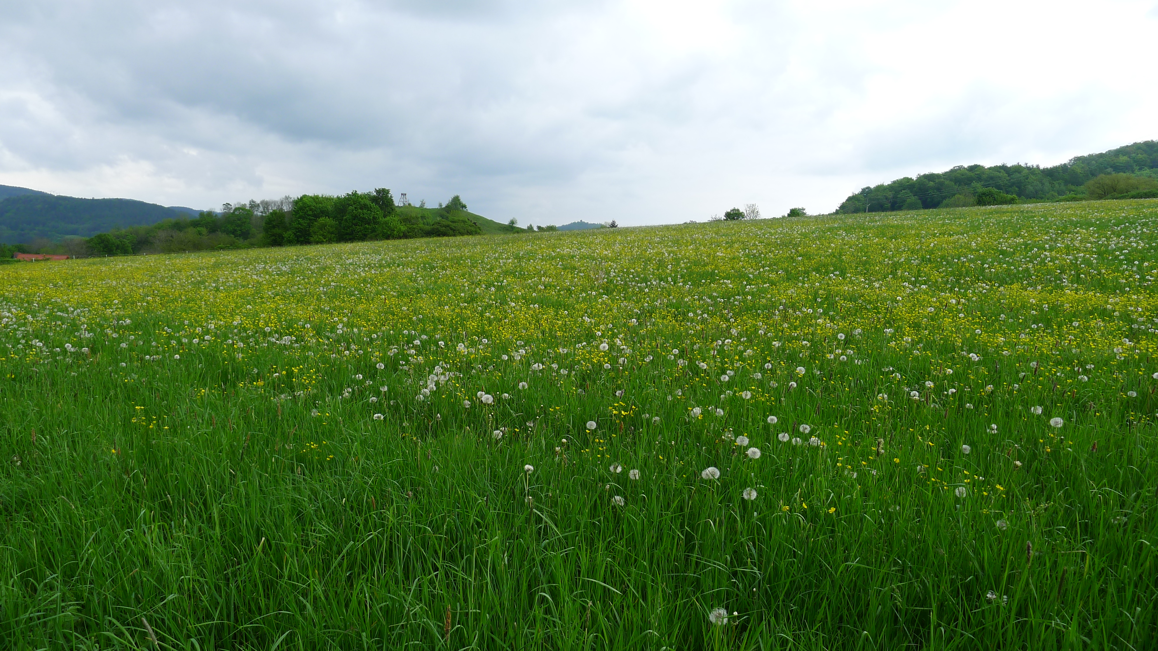 Cestou z hlubin lesa - v dáli rozhledna a zřícenina hradu