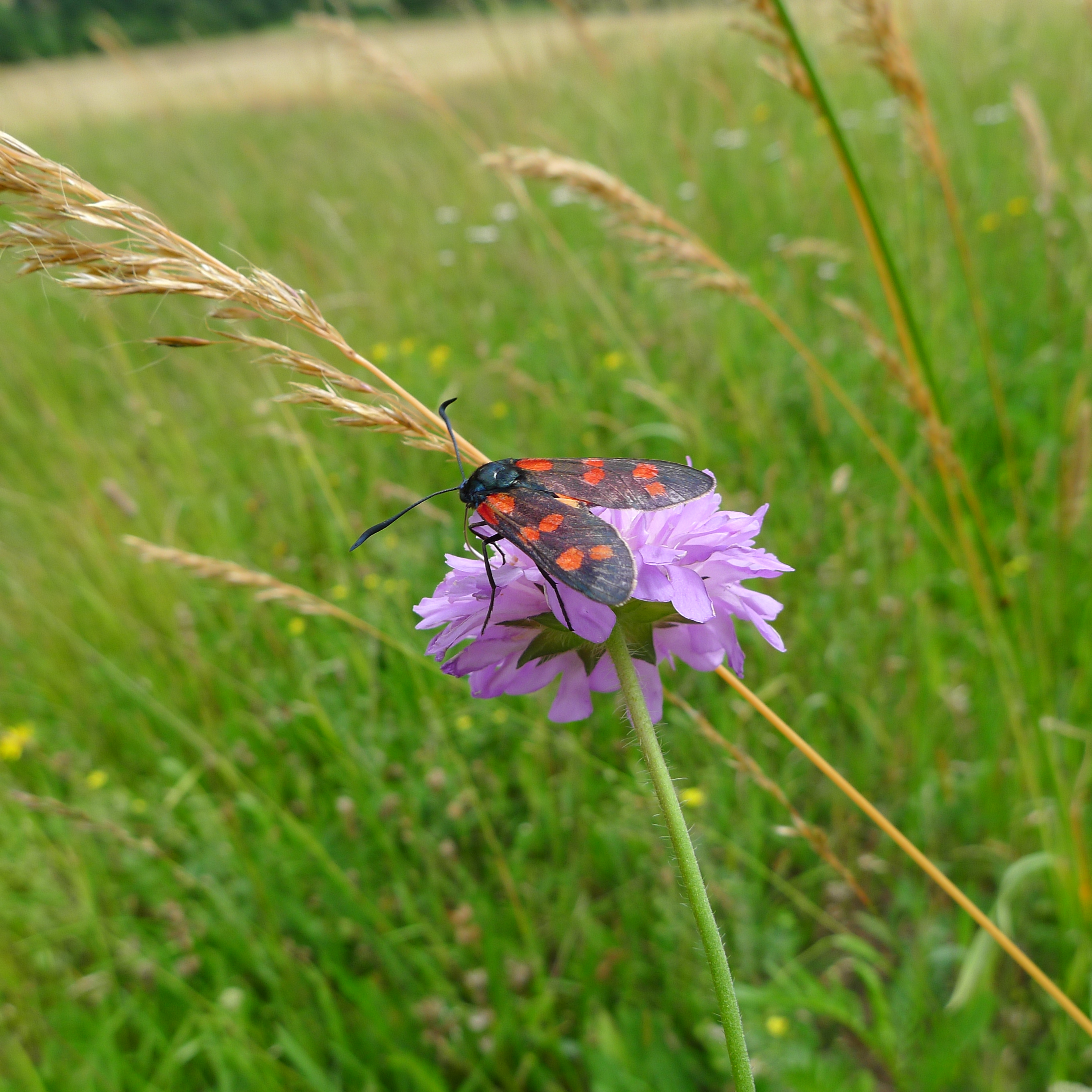 vřetenuška na chrastavci