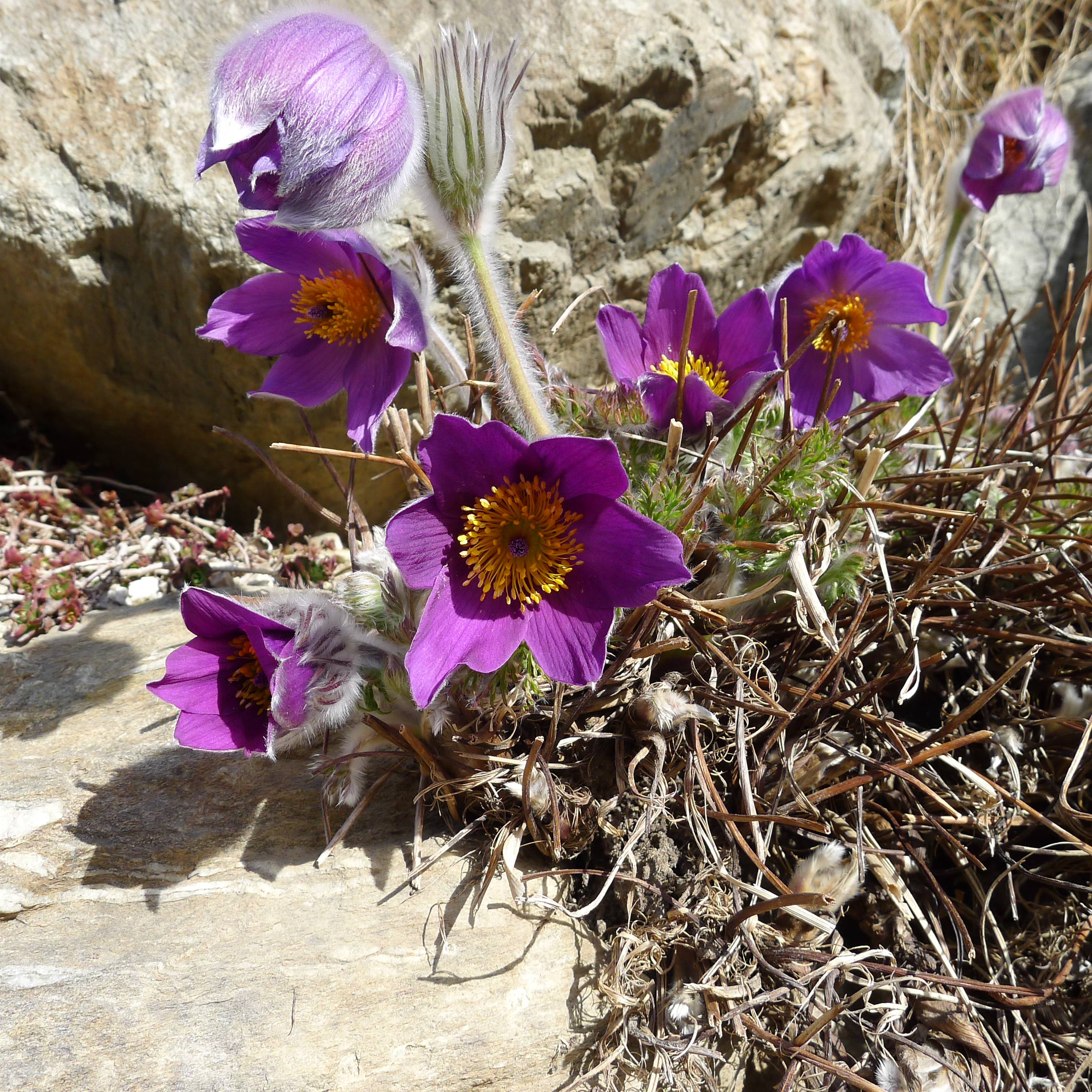 koniklec na zídce ve Vorbergu
