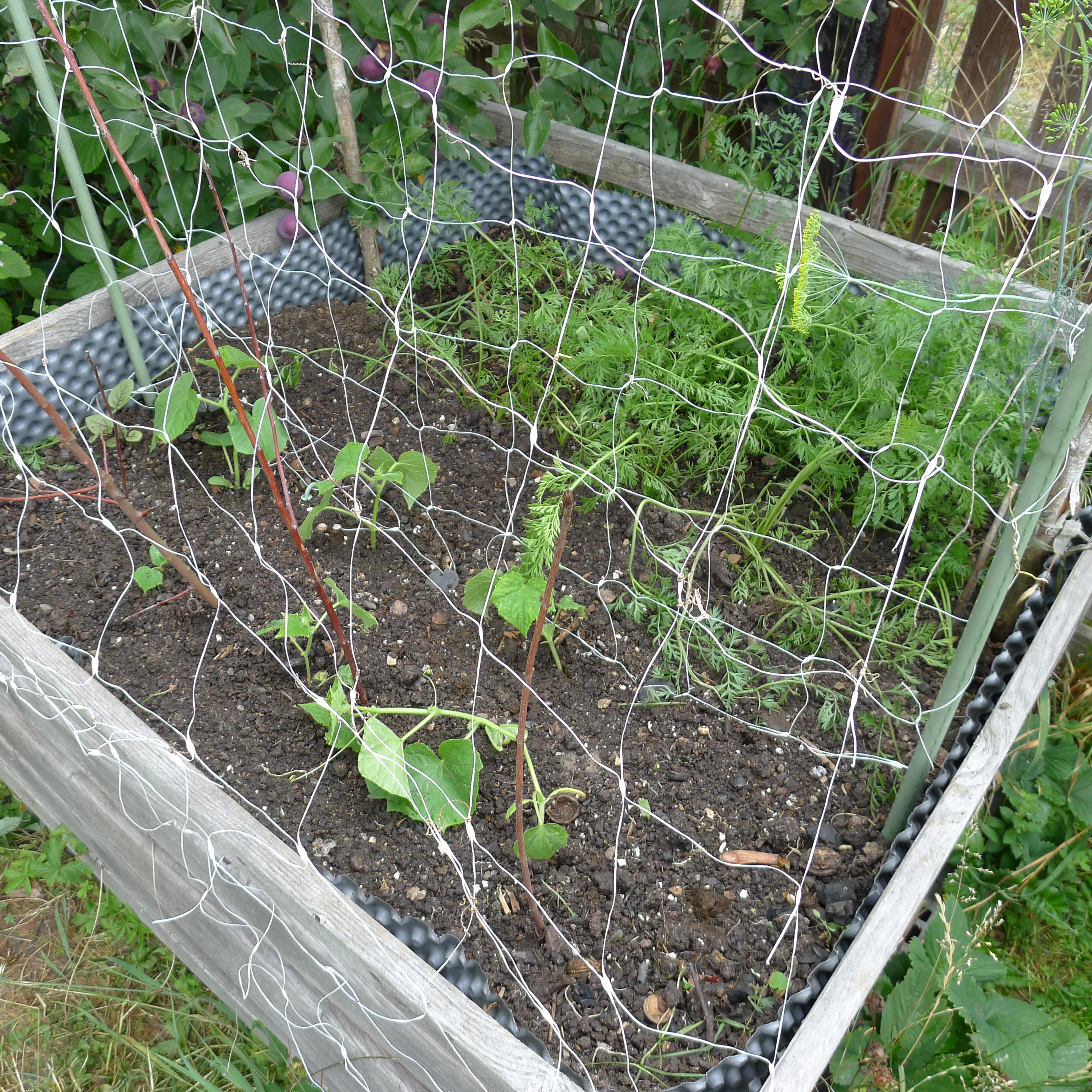 9.7.2025 výsadba okurek