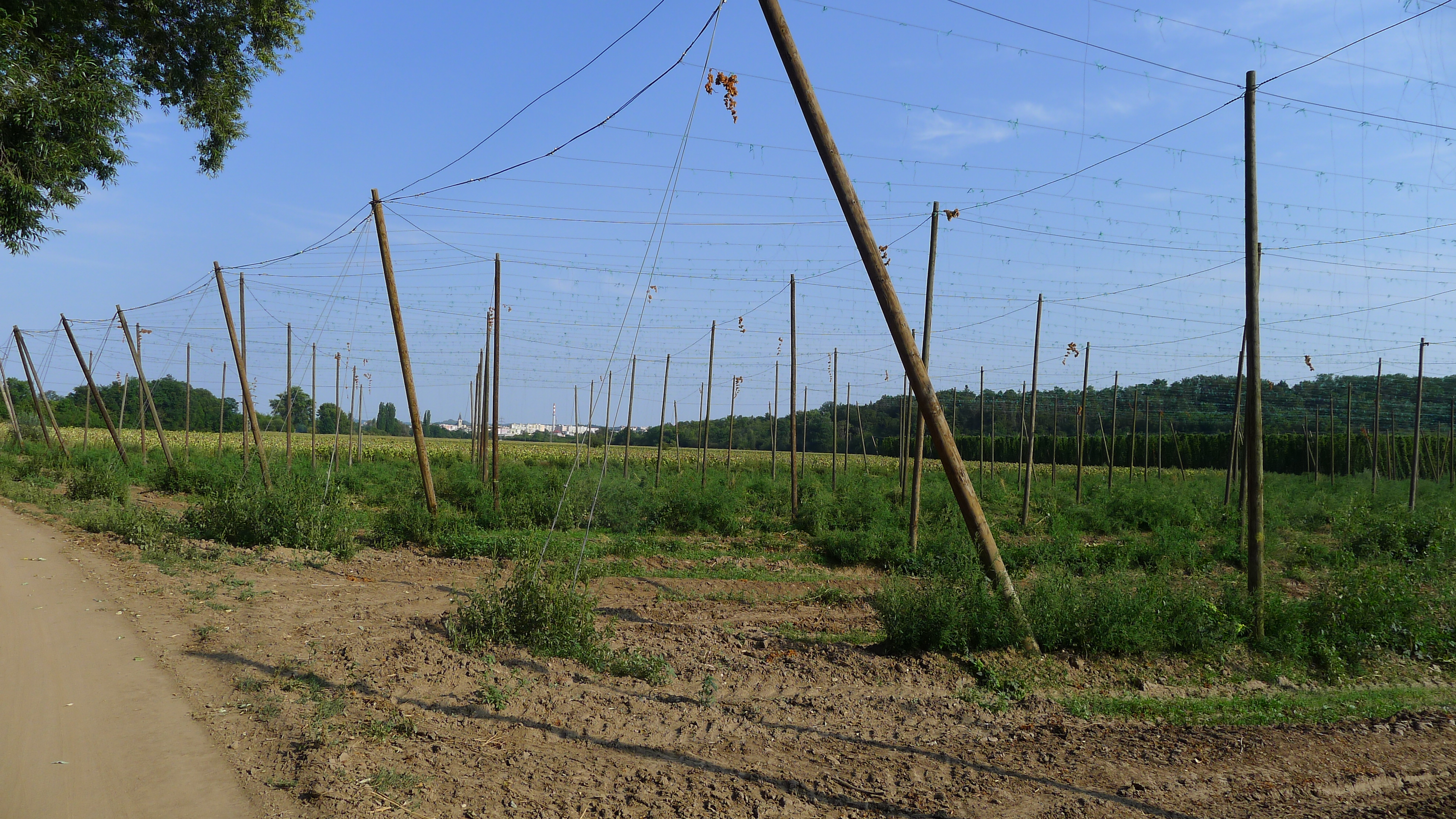 chmelnice, v pozadí Louny
