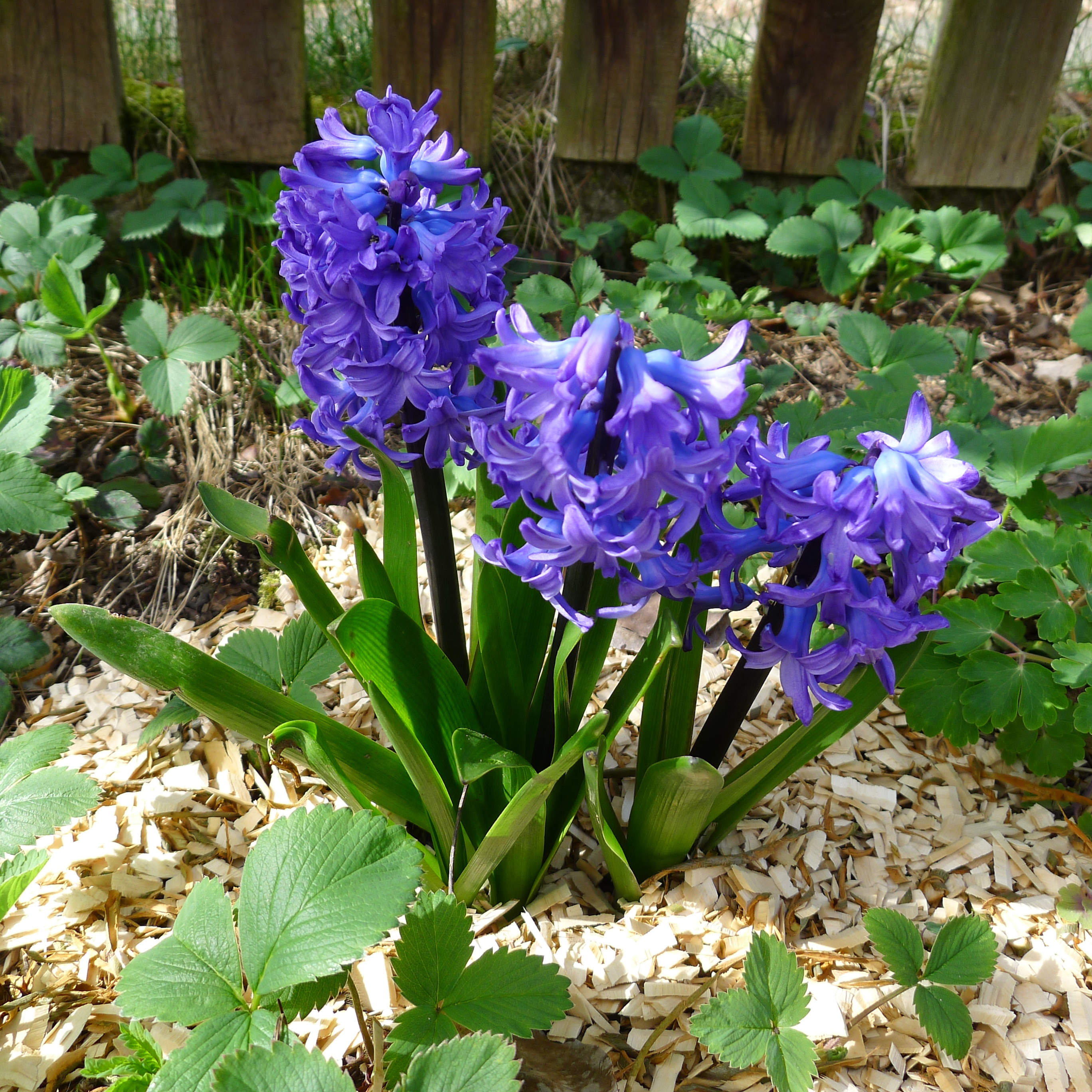 hyacinty