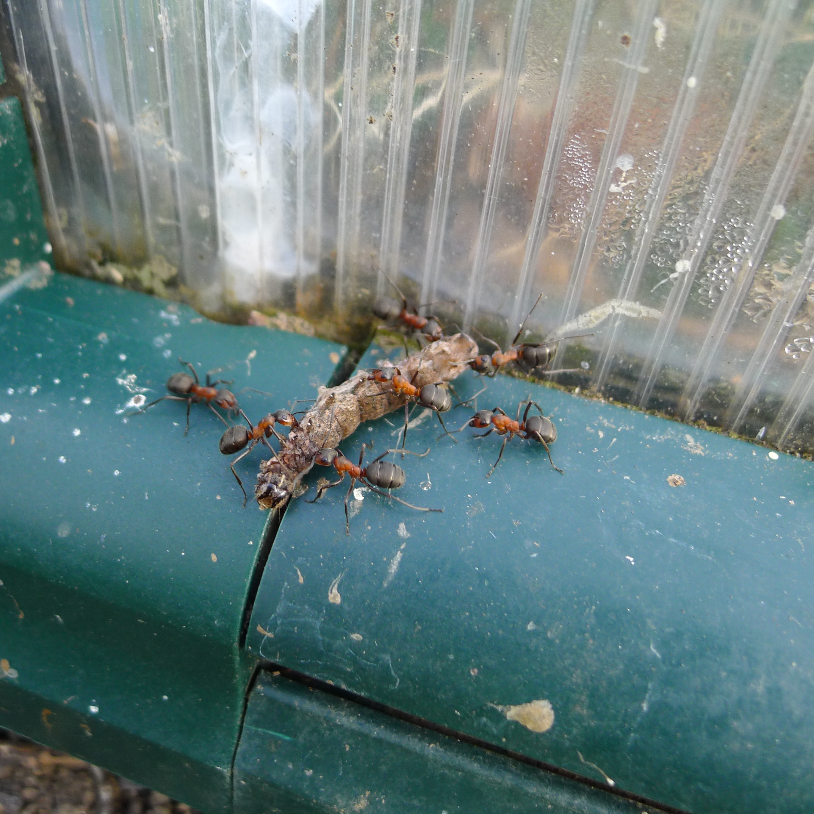 16.4.2025 mravenci odnášející housenku