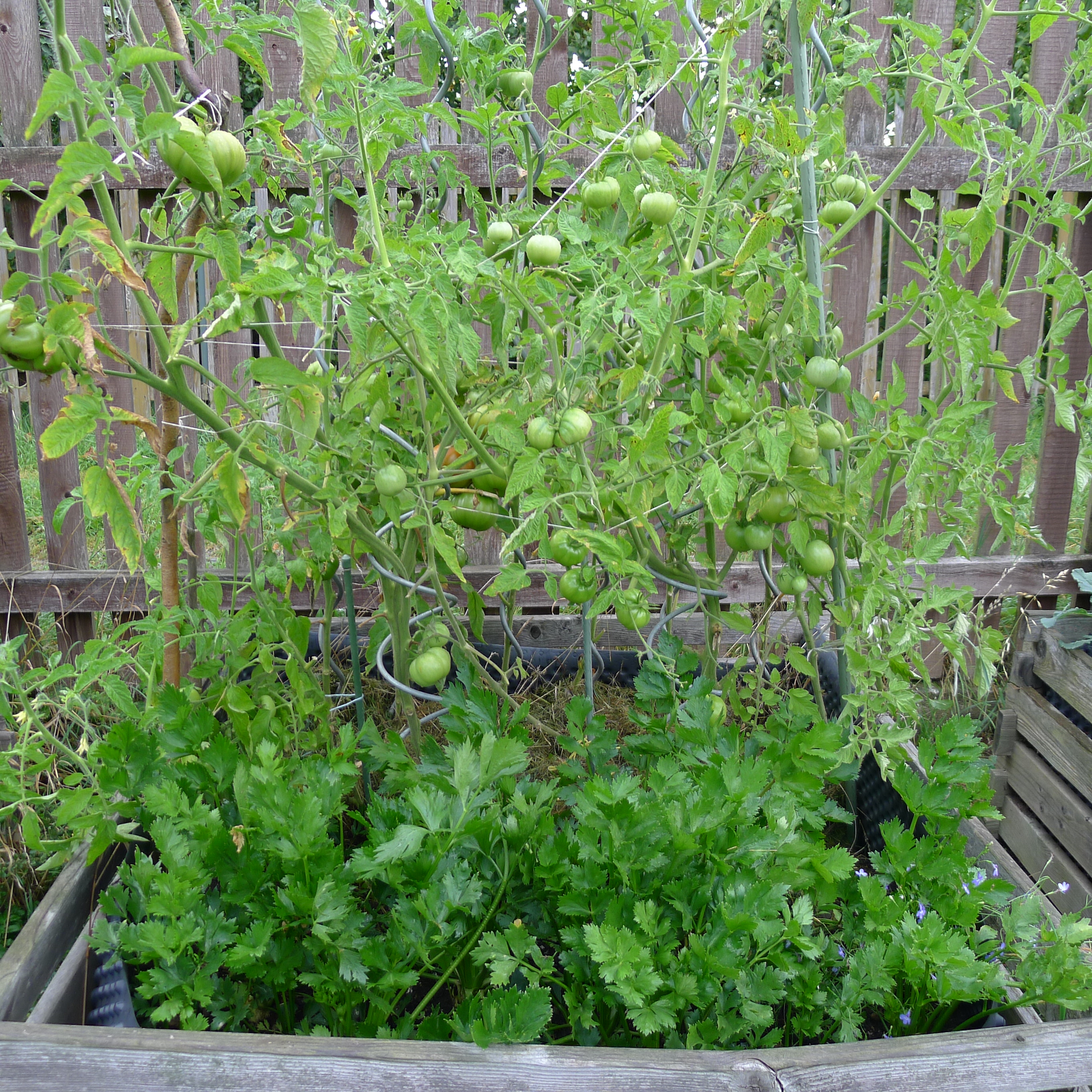 30.8.2025 celer a rajčata