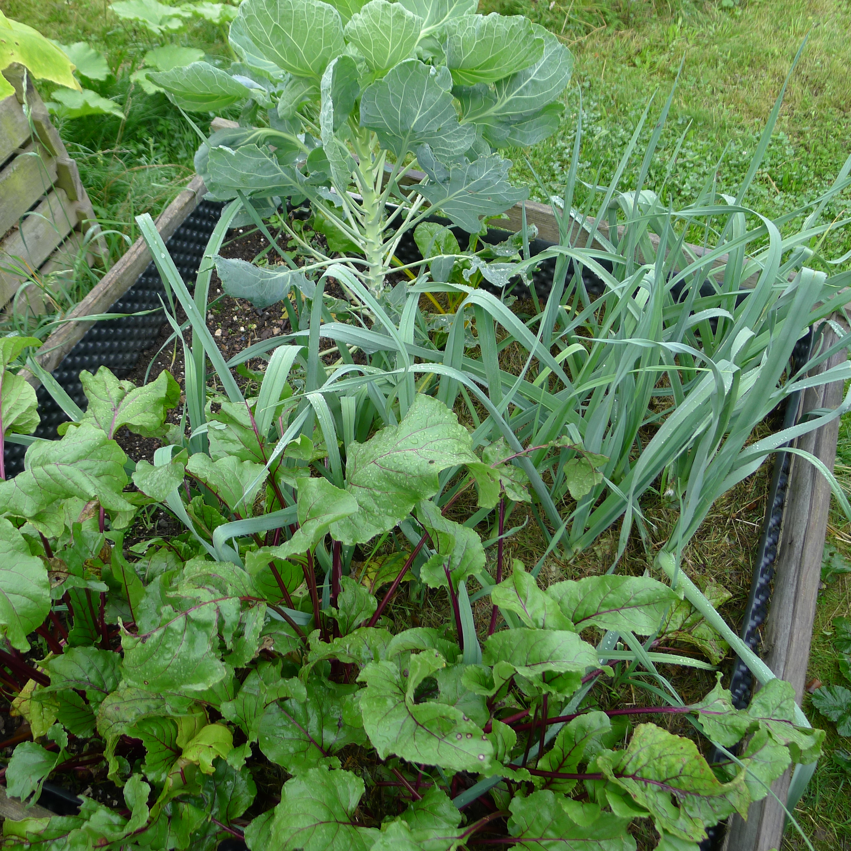 30.8.2025 červená řepa, pórek, růžičková kapusta, žlutý mangold