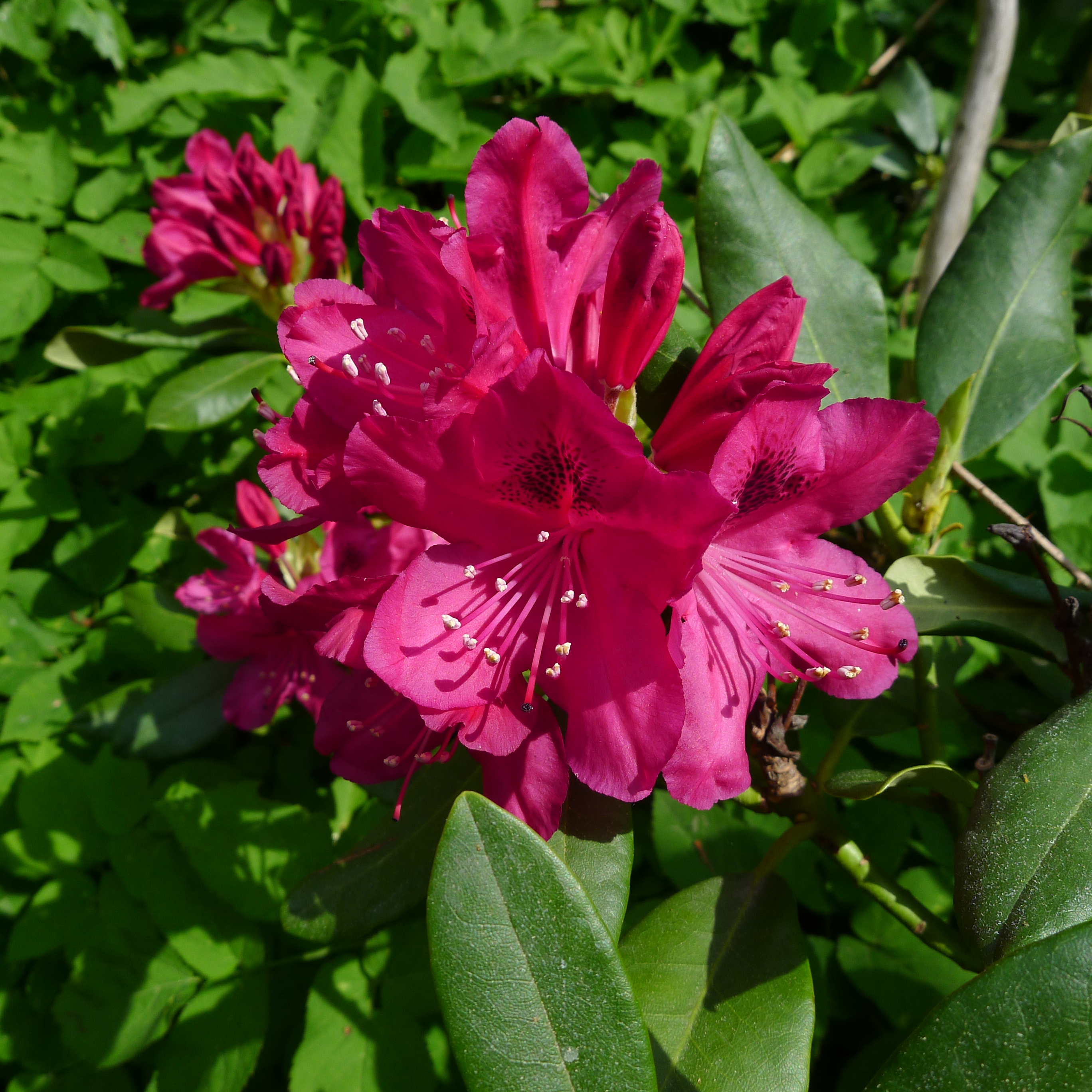 rododendron