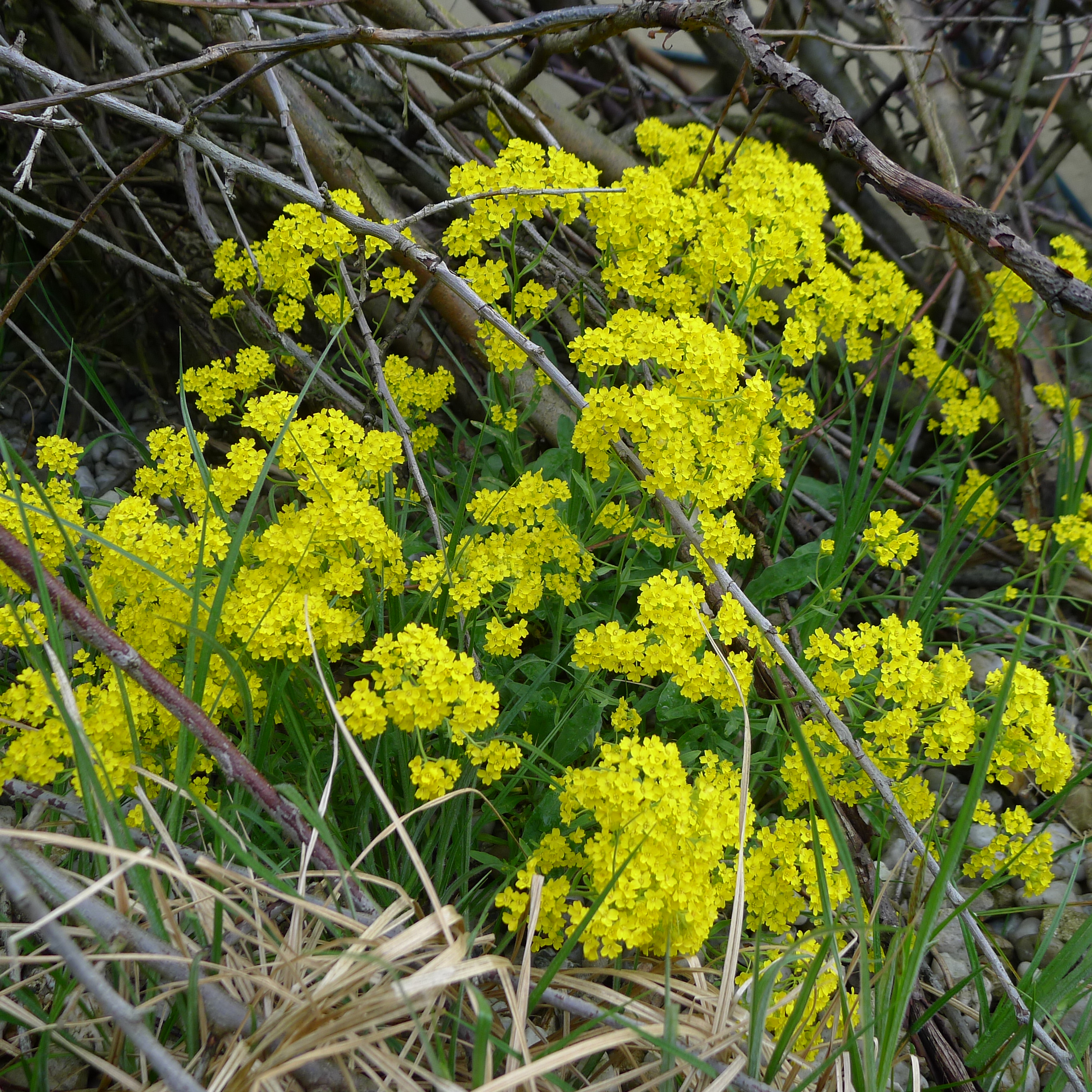 tařice ze samovýsevu v hromadě klestí