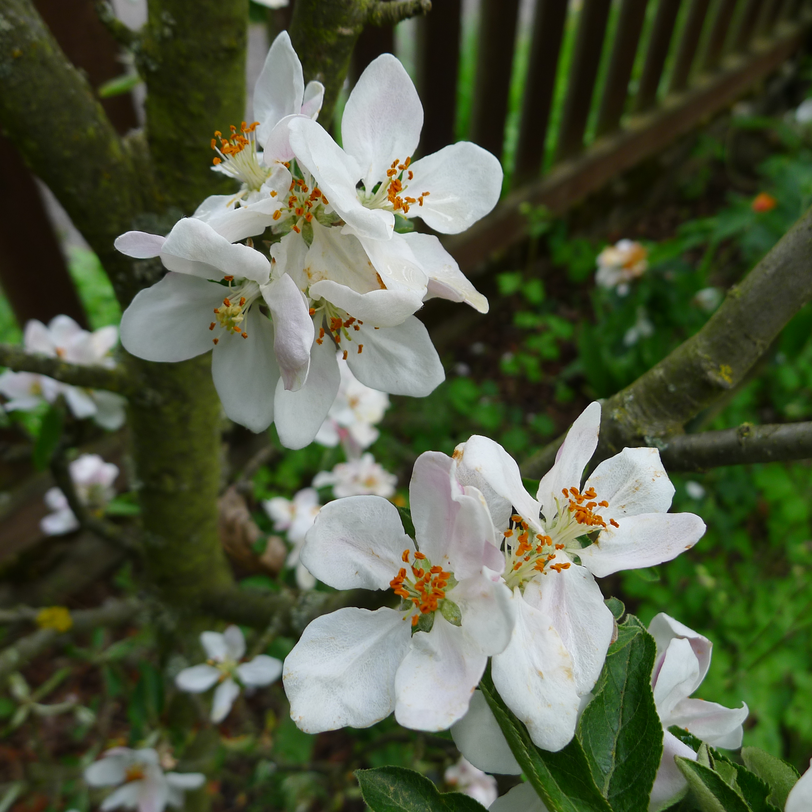 sloupcovitá jabloň Goldcats