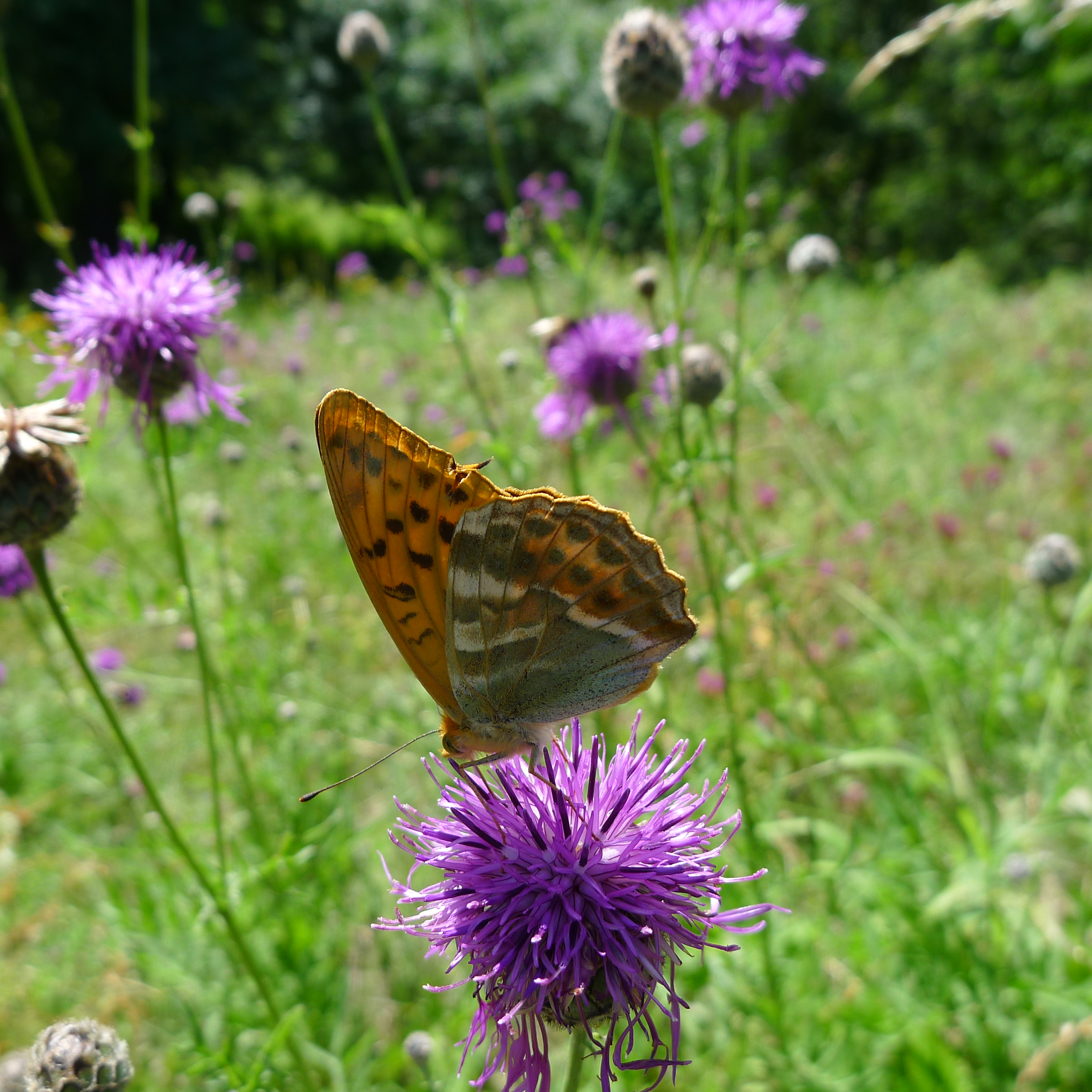 perleťovec stříbropásek