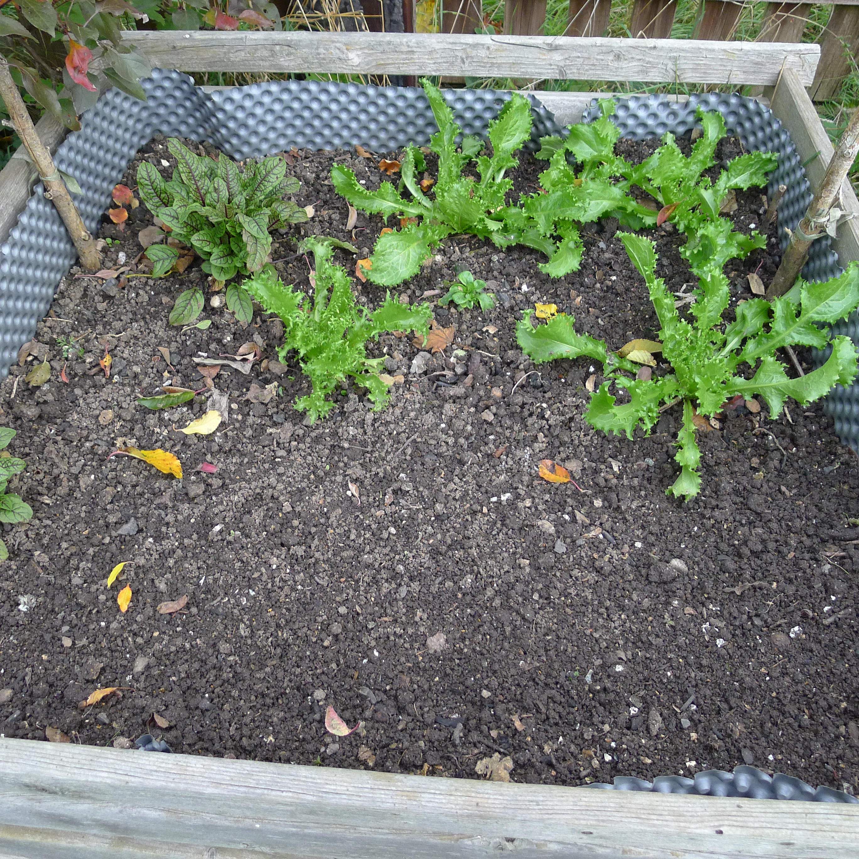 9.10.2025 endivie, šťovík krvavý, polníček