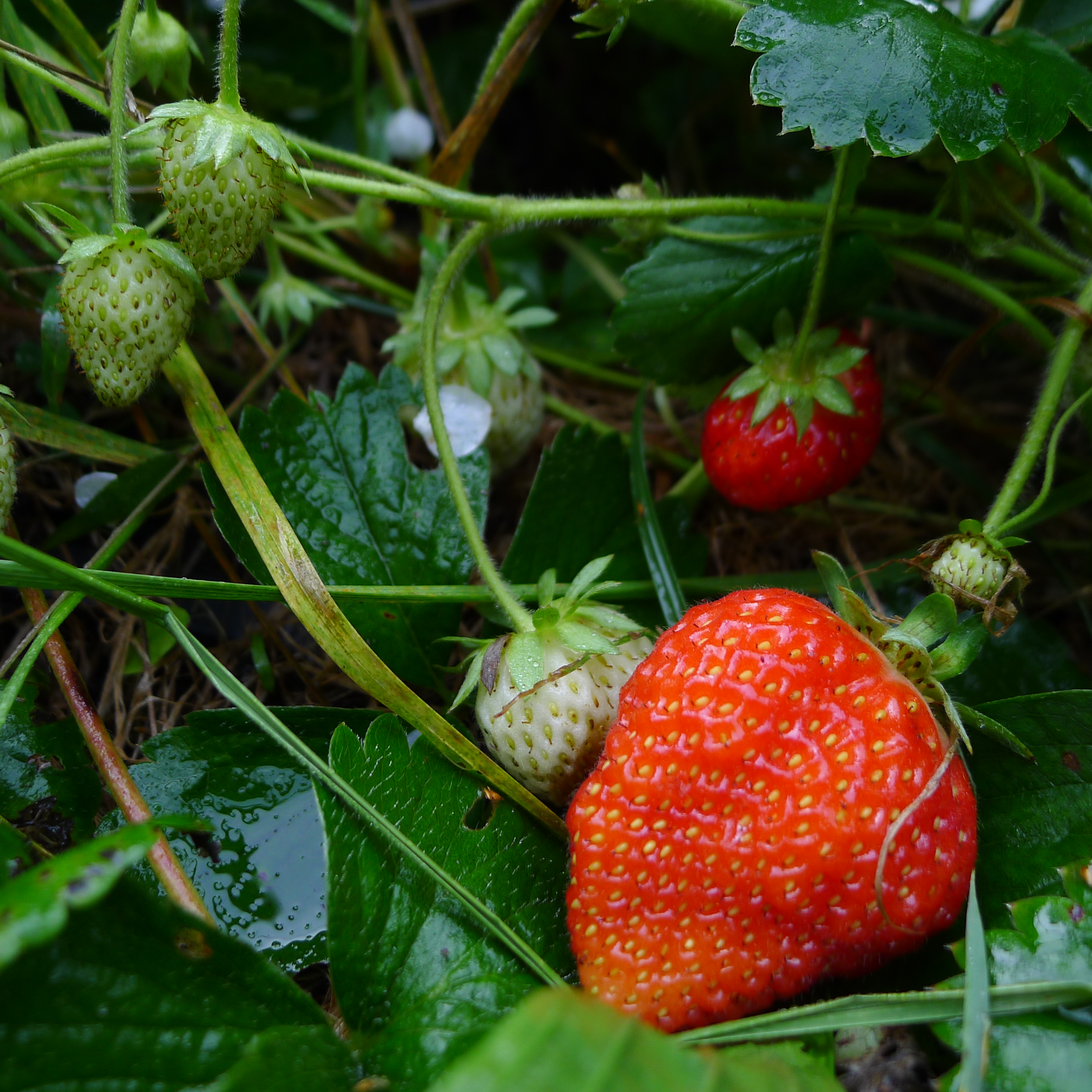 stáleplodící jahodník Ostara
