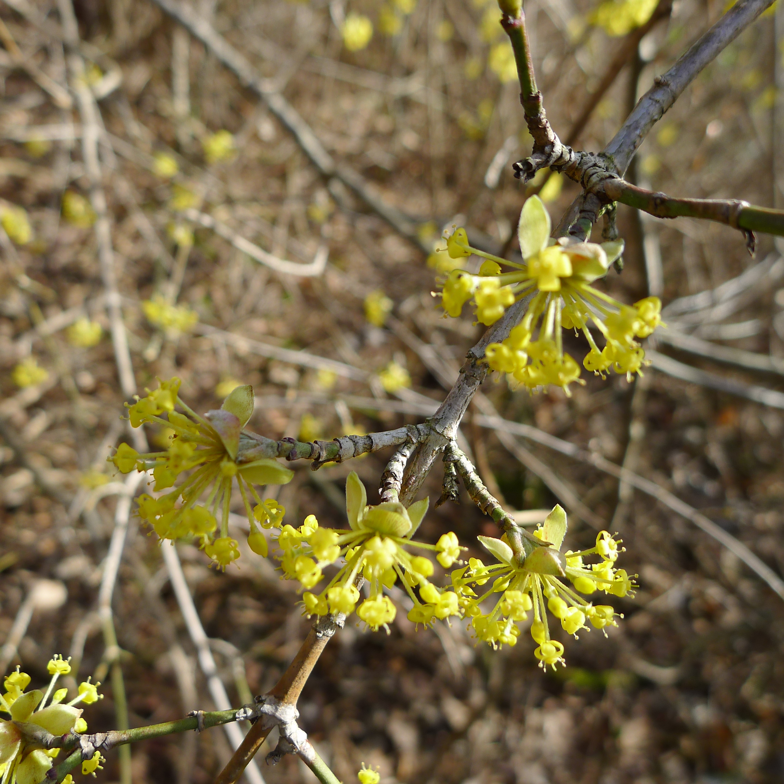 dřín v lese u Kladna