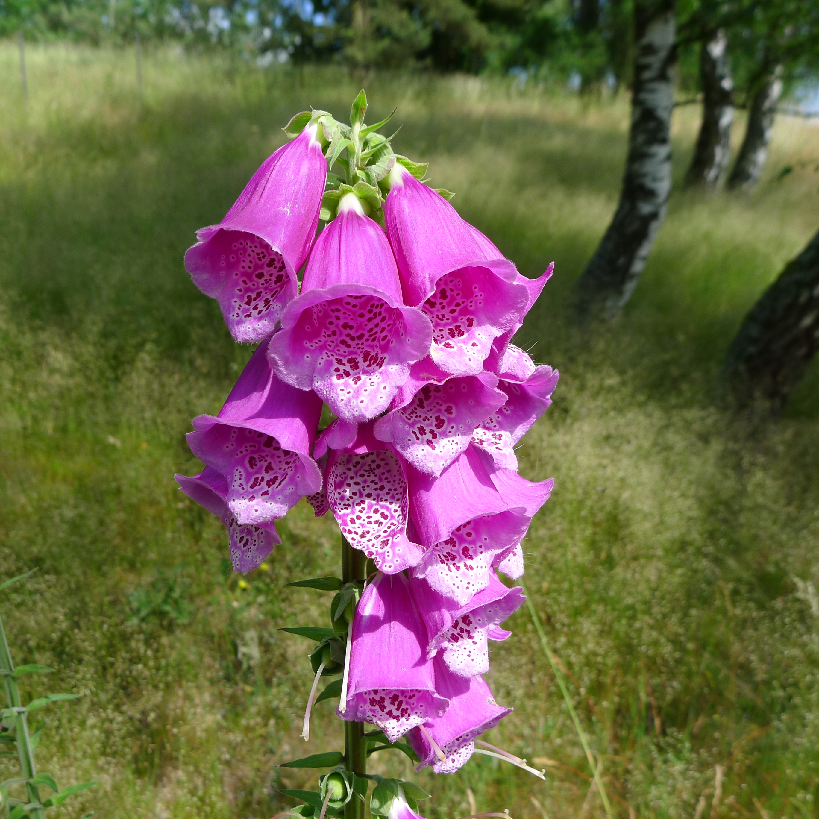 náprstník červený