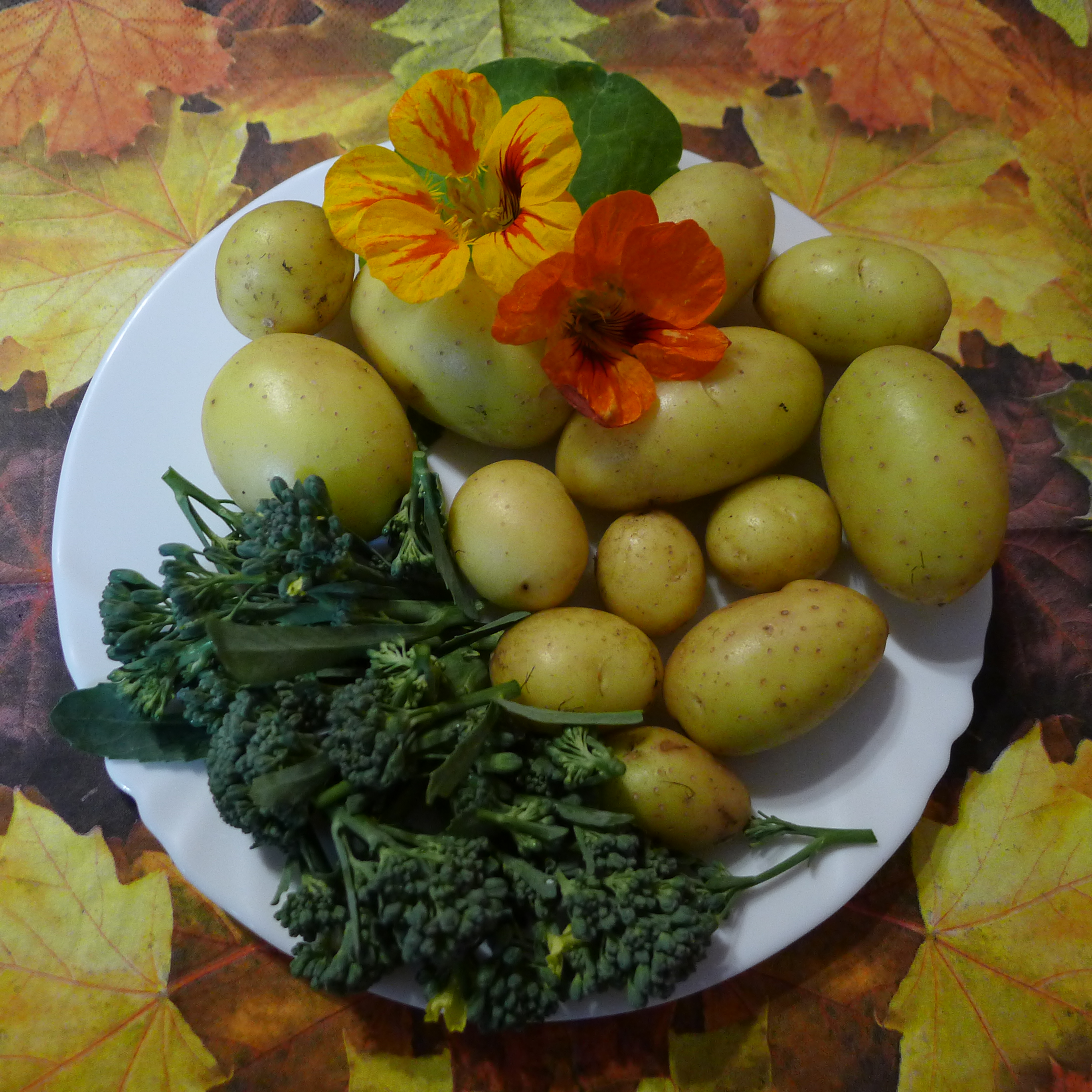 brambory, brokolice, lichořeřišnice