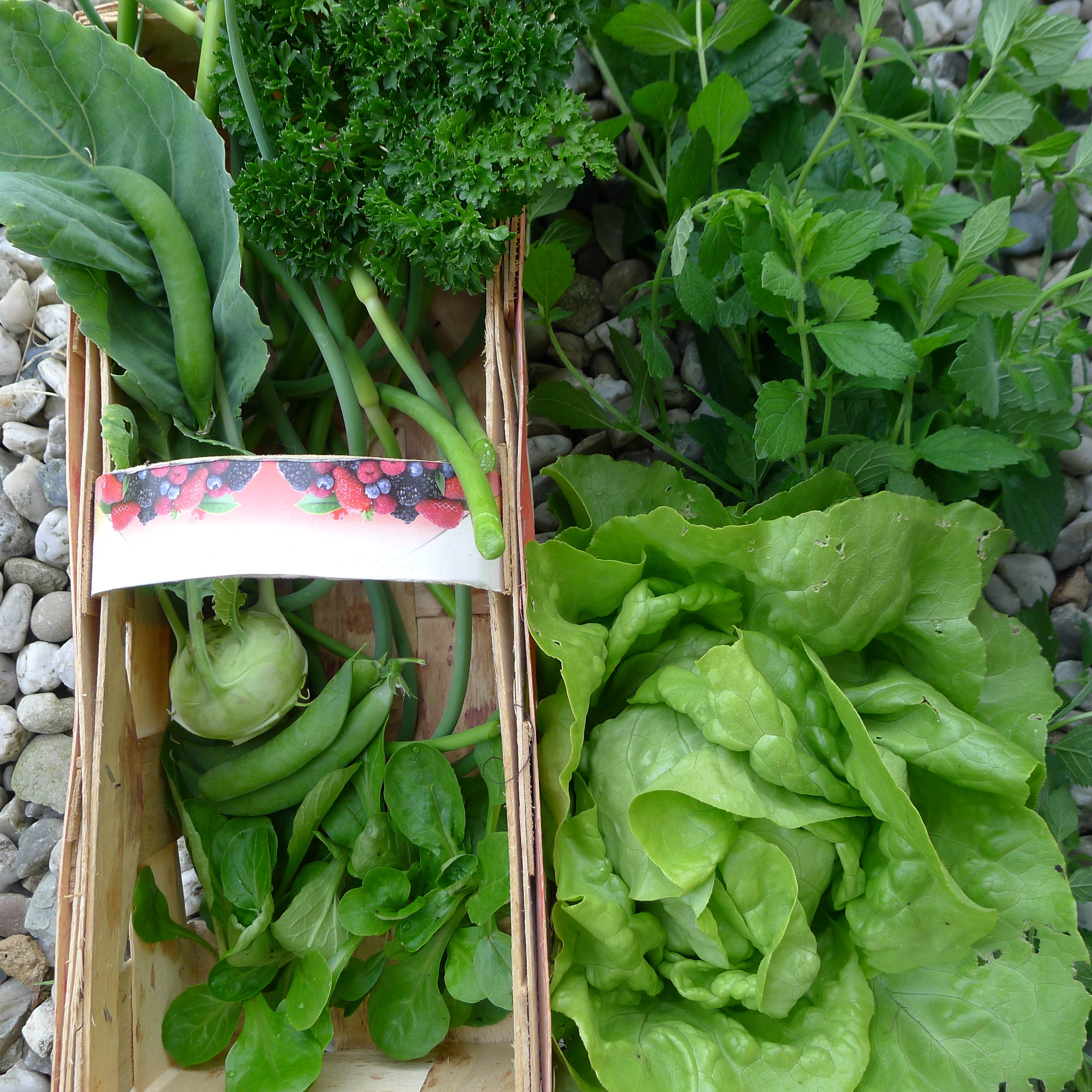 salát, kedlubna, hrášek, česnekové výhonky, polníček, petrželka, meduňka