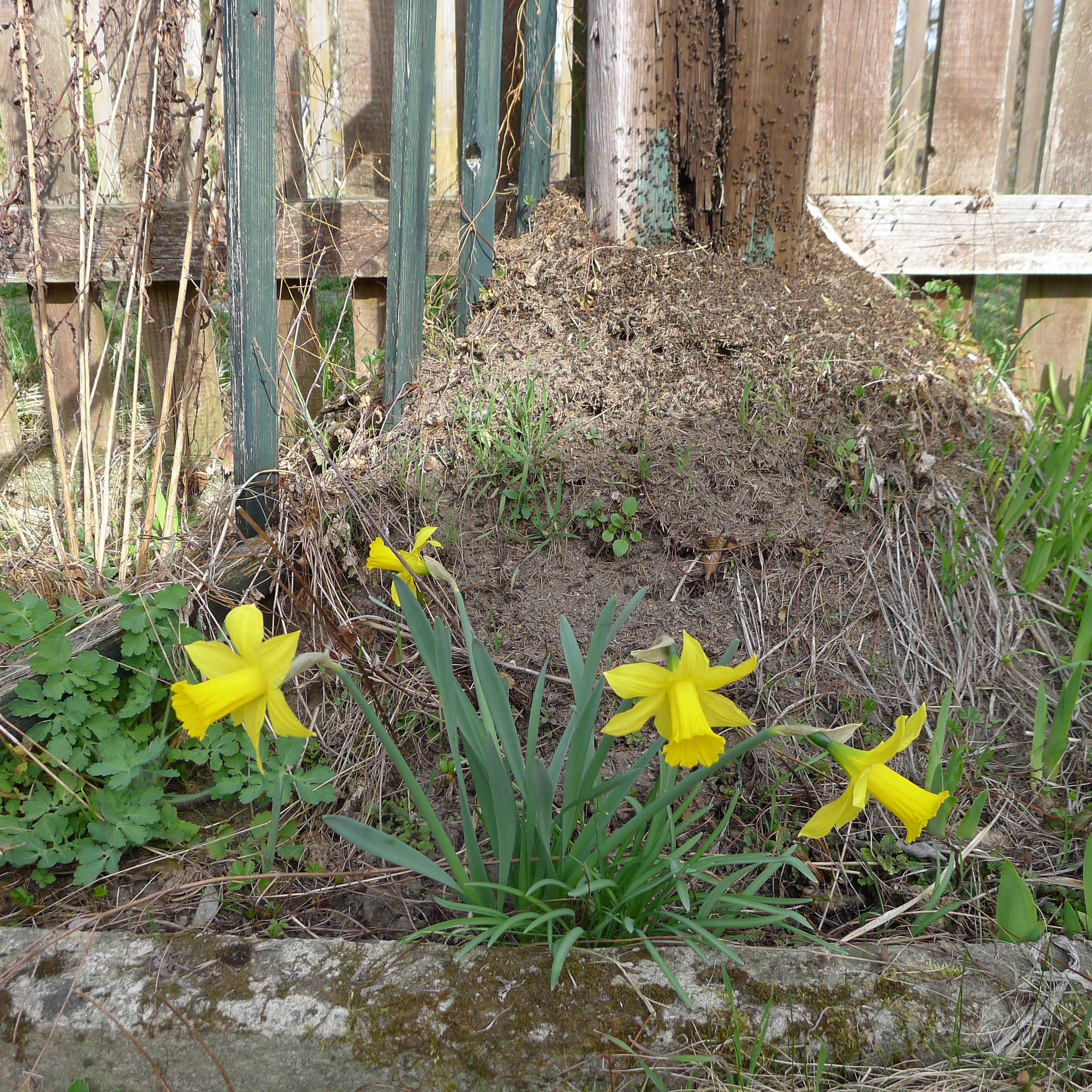 5.4.2025 mraveniště