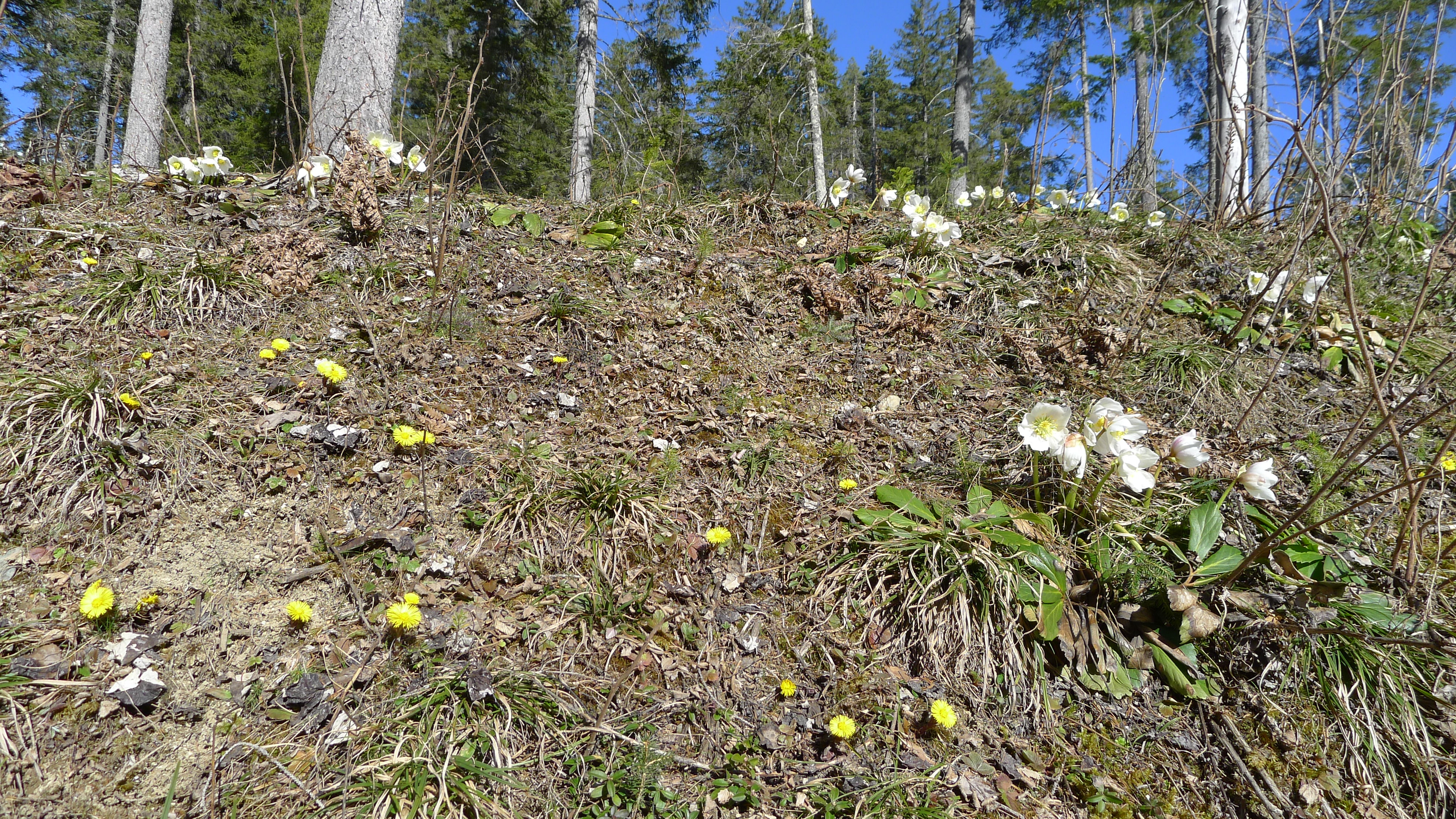 porosty čemeřice a podbělu