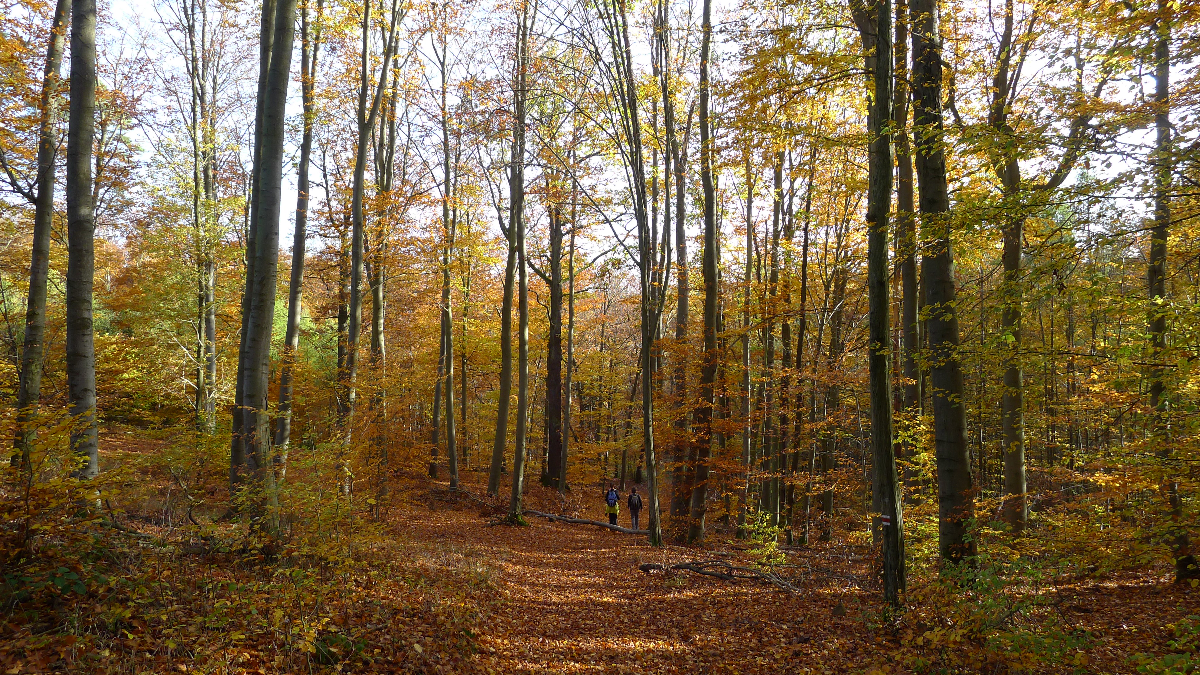 Křivoklátské lesy