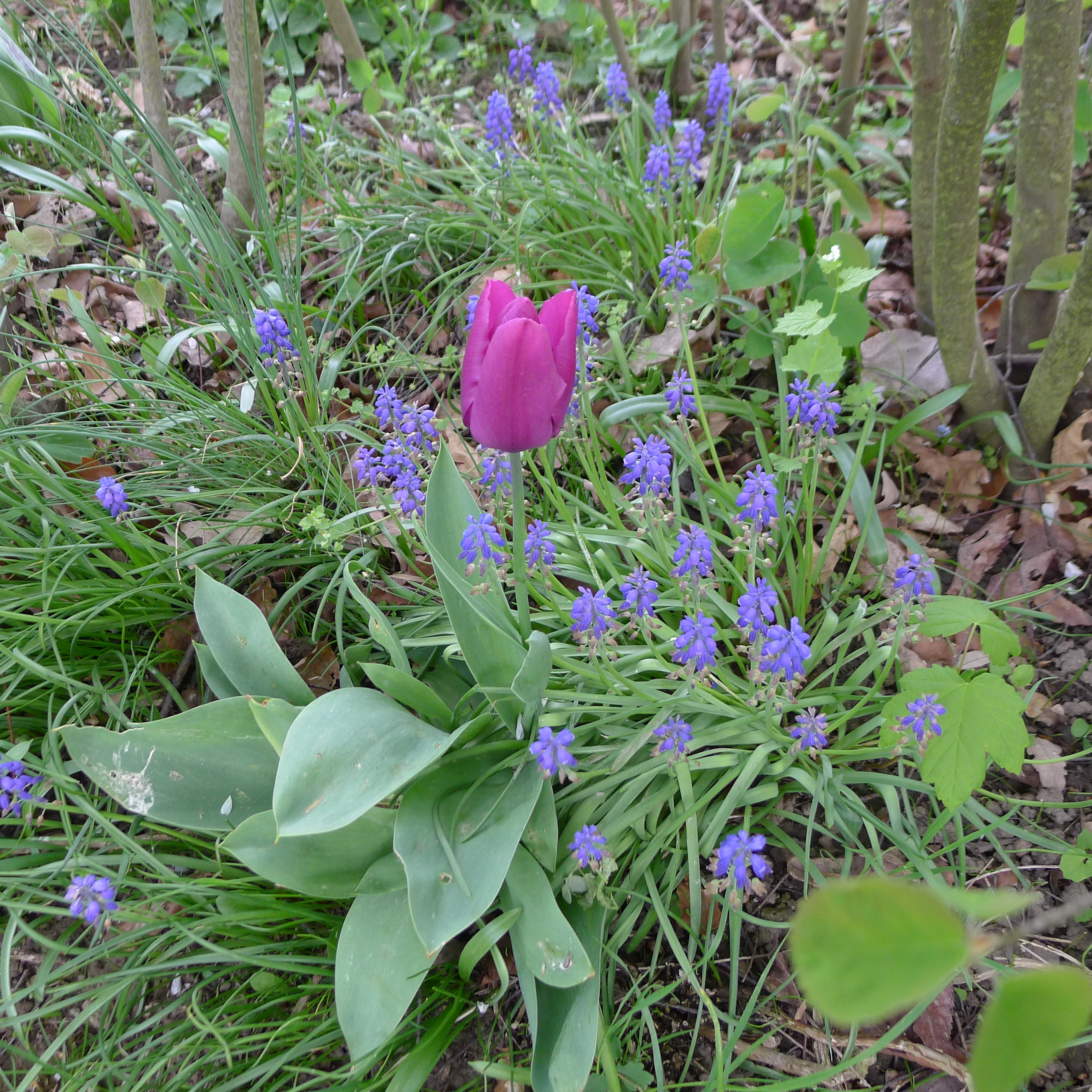 modřence a tulipán