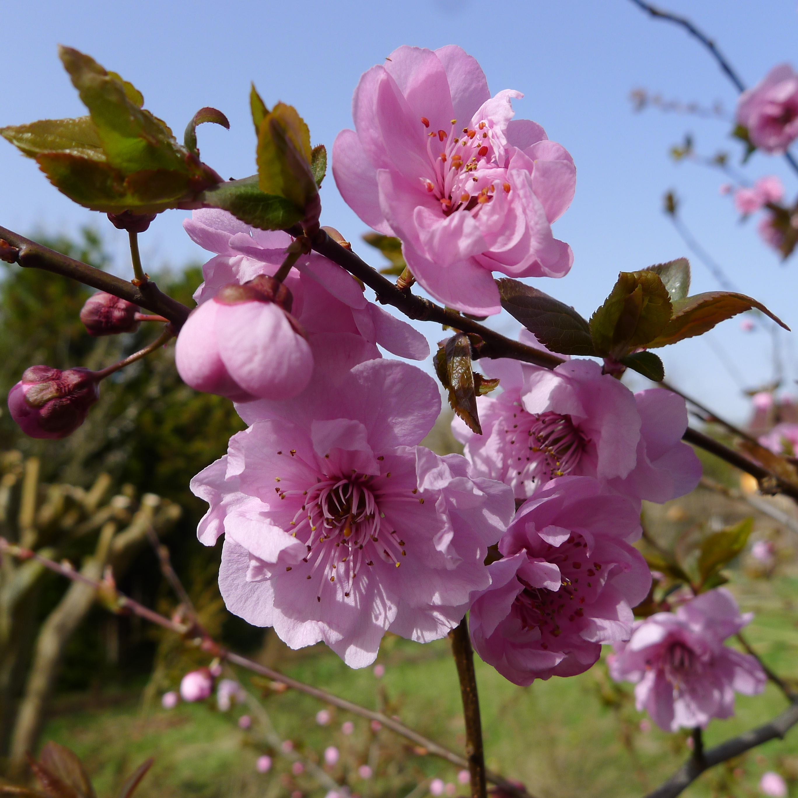 květy blumy Hollywood