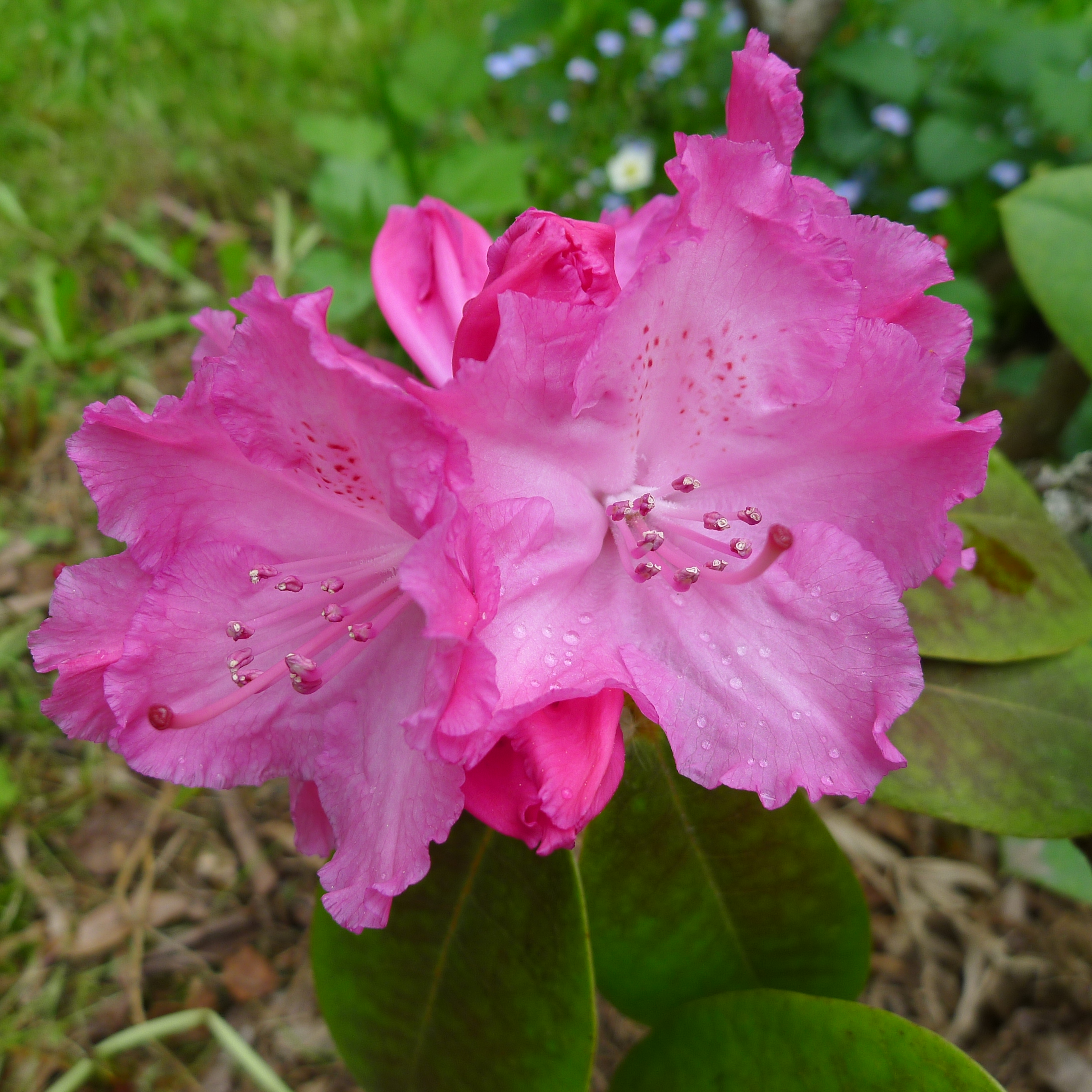 rododendron