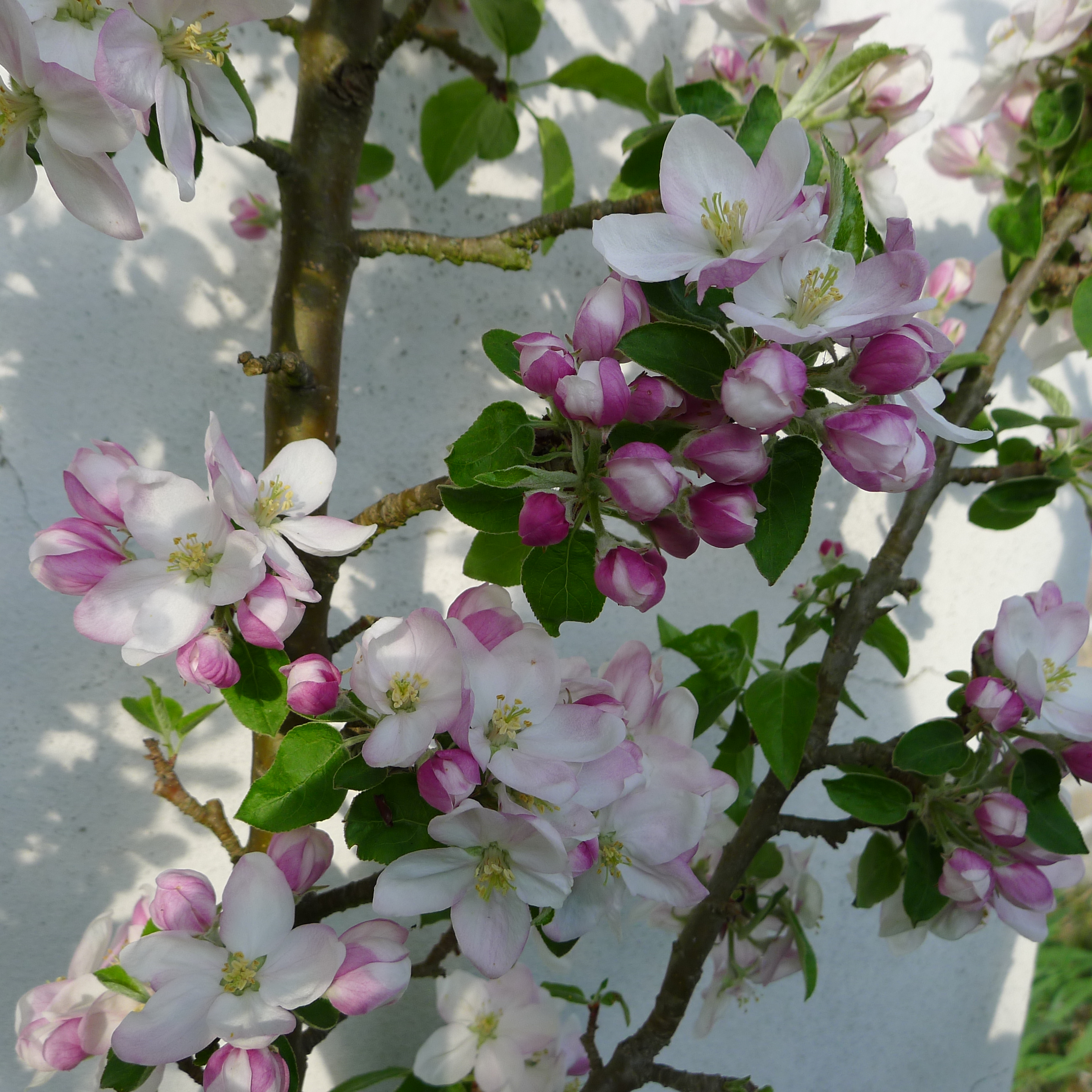 sloupovitá jabloň Waltz