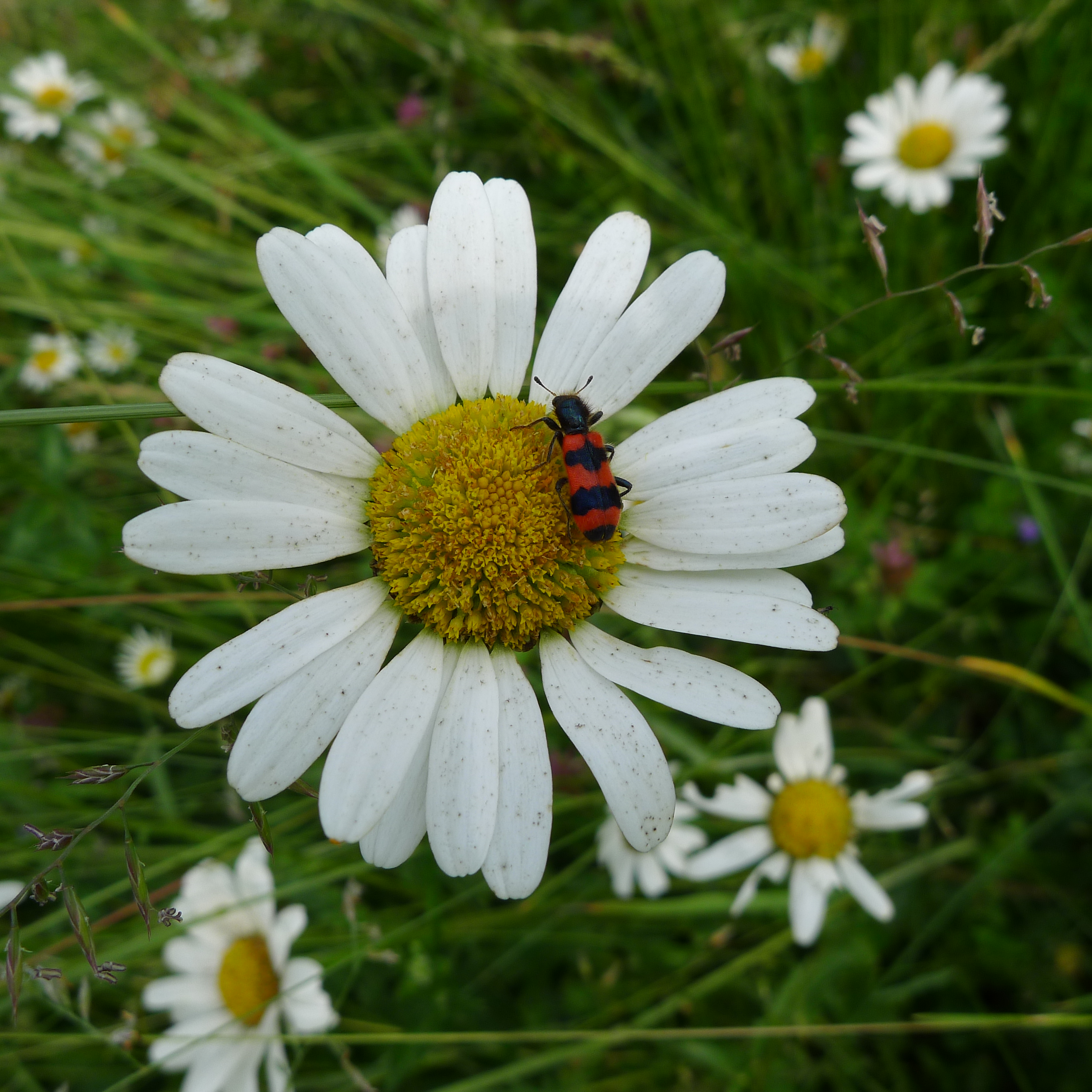 pestrokrovečník na kopretině