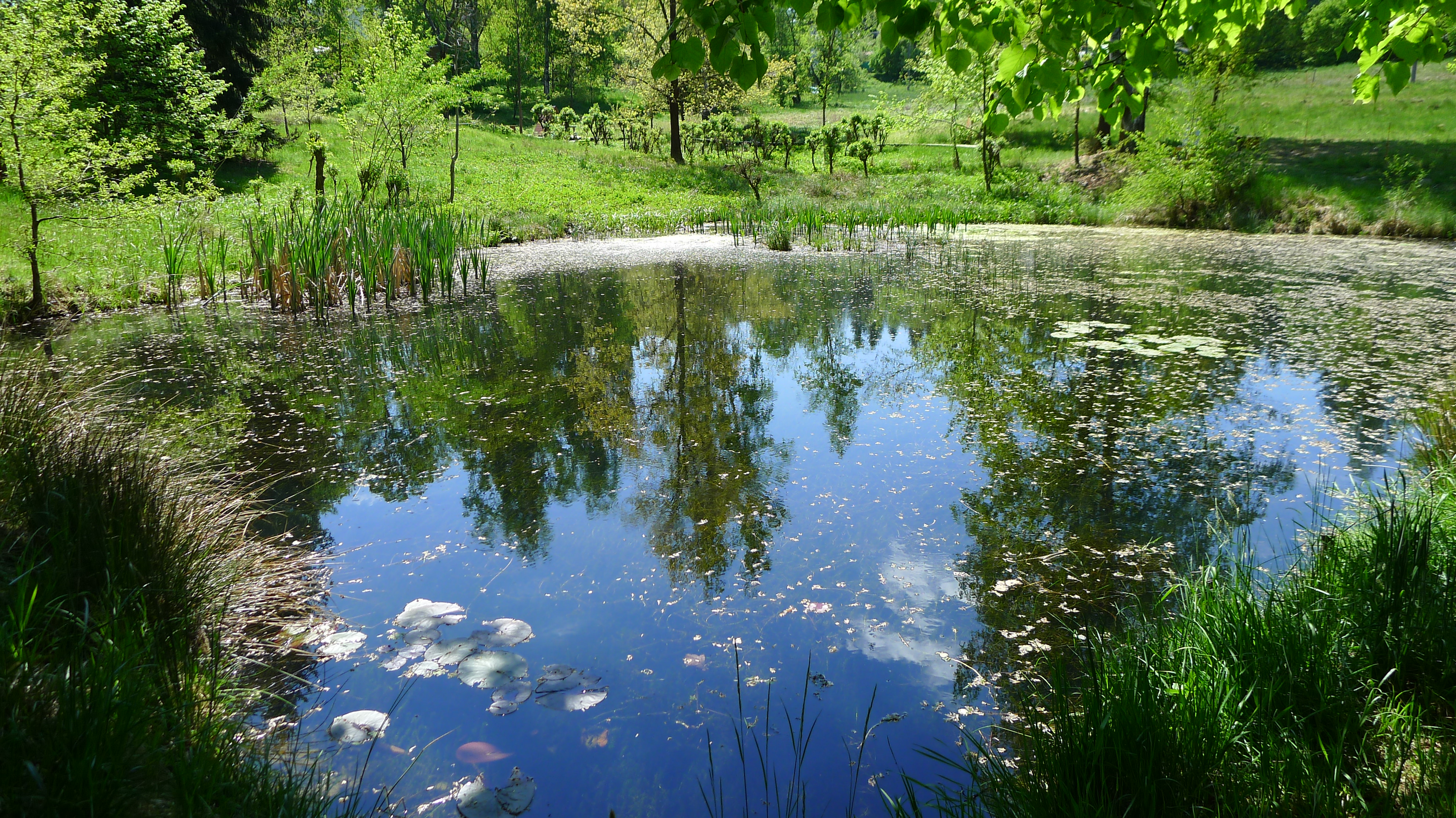 Kolová - luční porost s prameništěm
