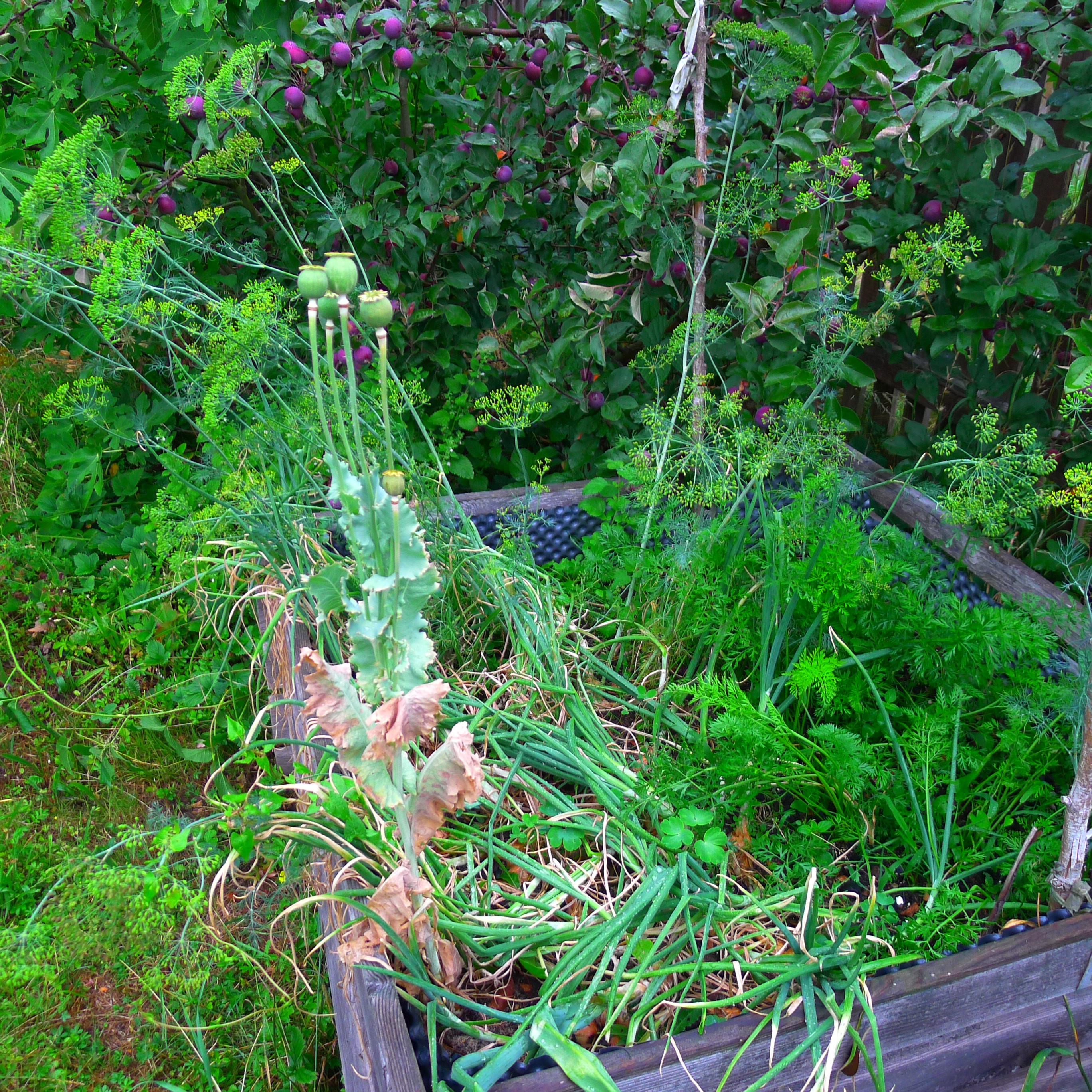 9.7.2025 šalotka před sklizní a mrkev