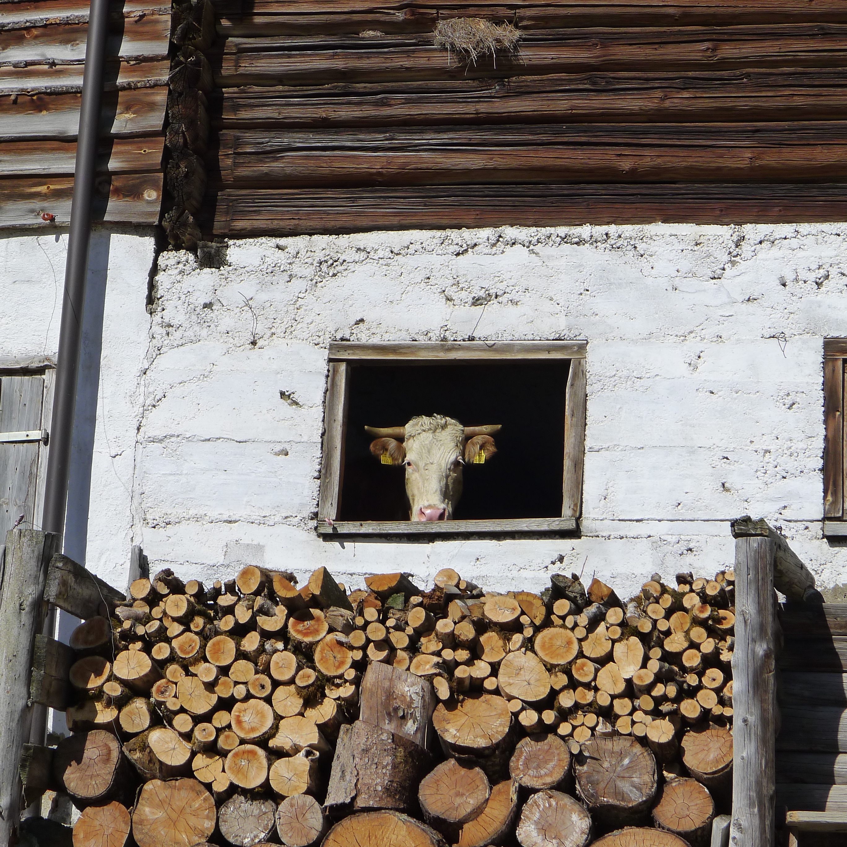 detail kravky v okně