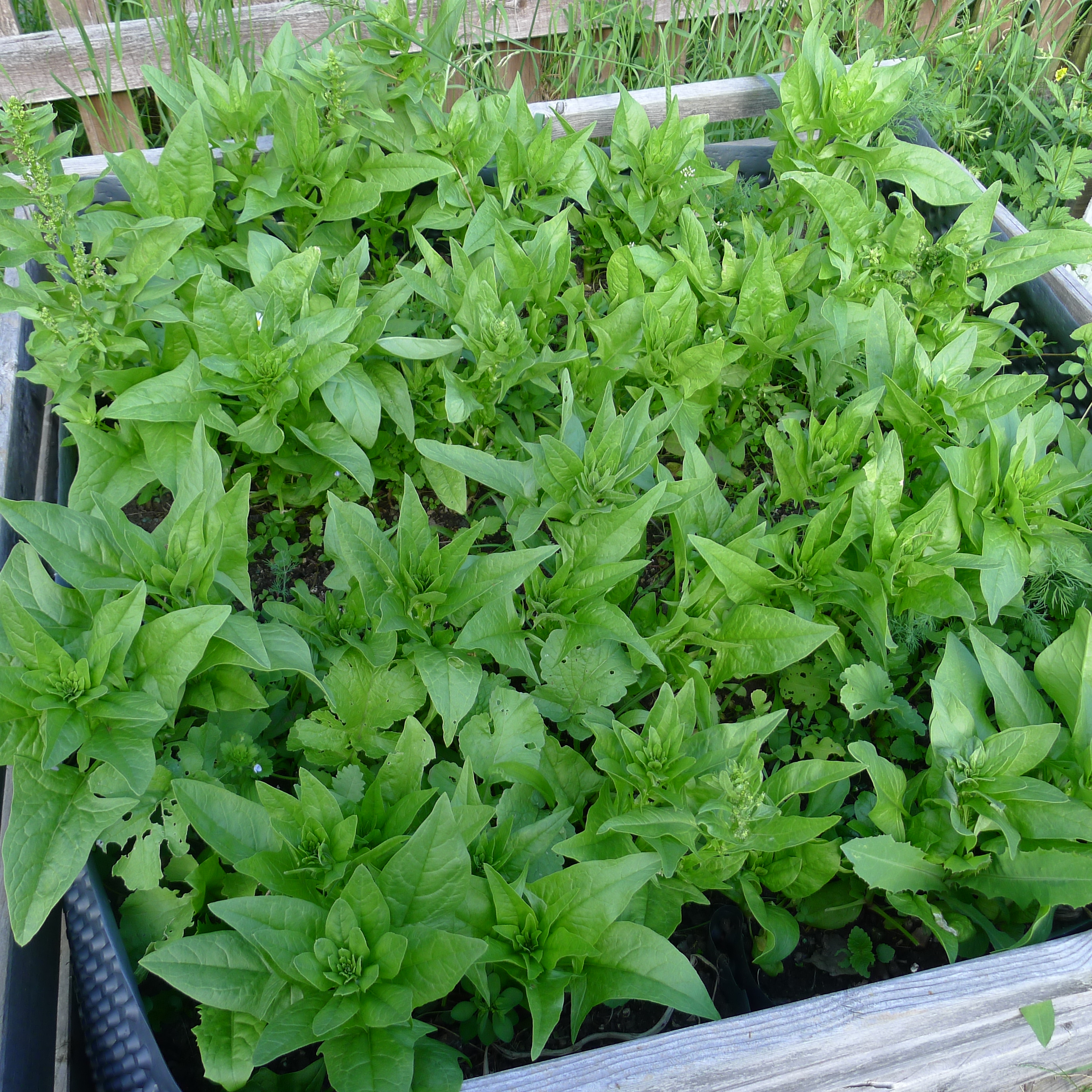 23.5.2025 poslední sklizeň špenátu