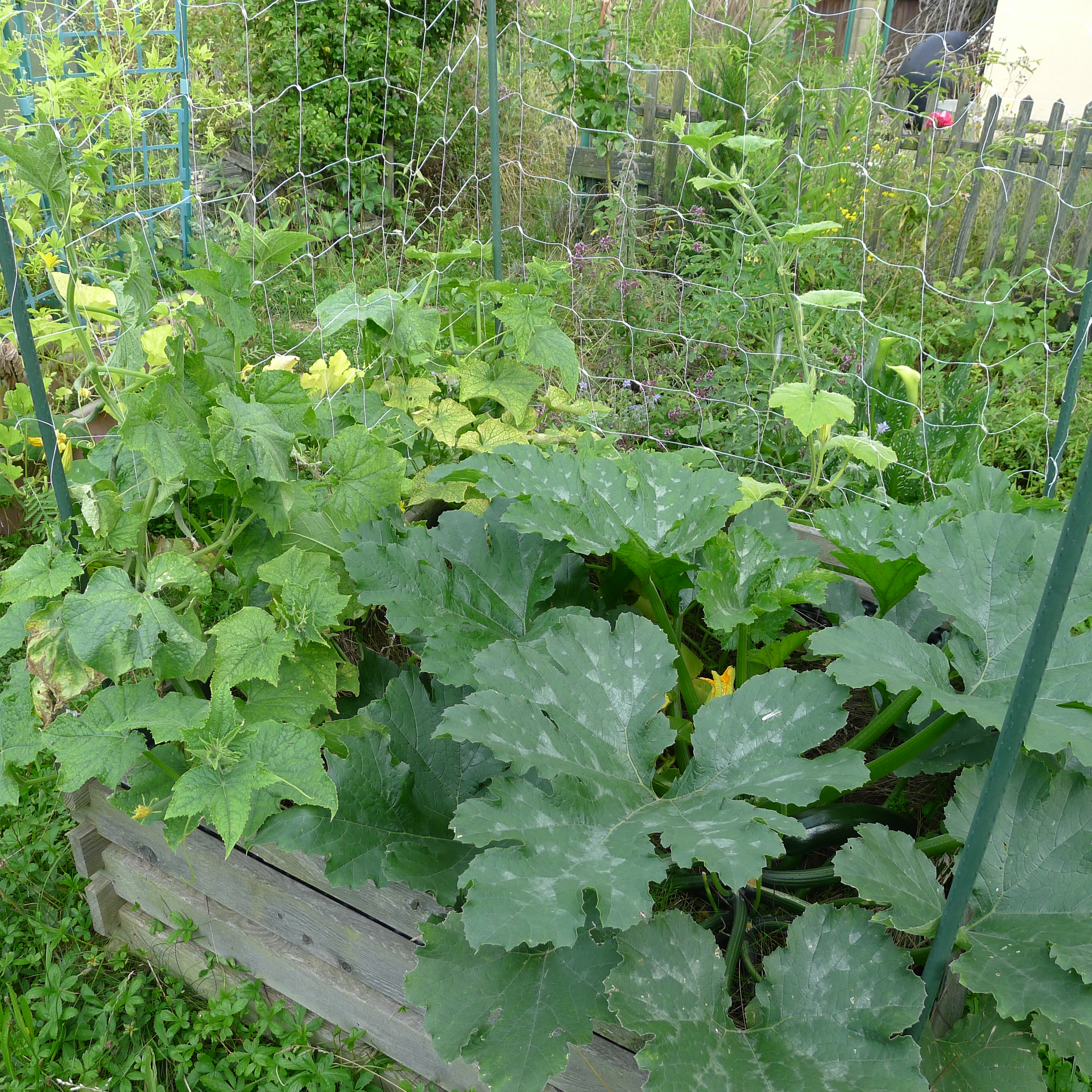 1.8.2025 cuketa a okurky