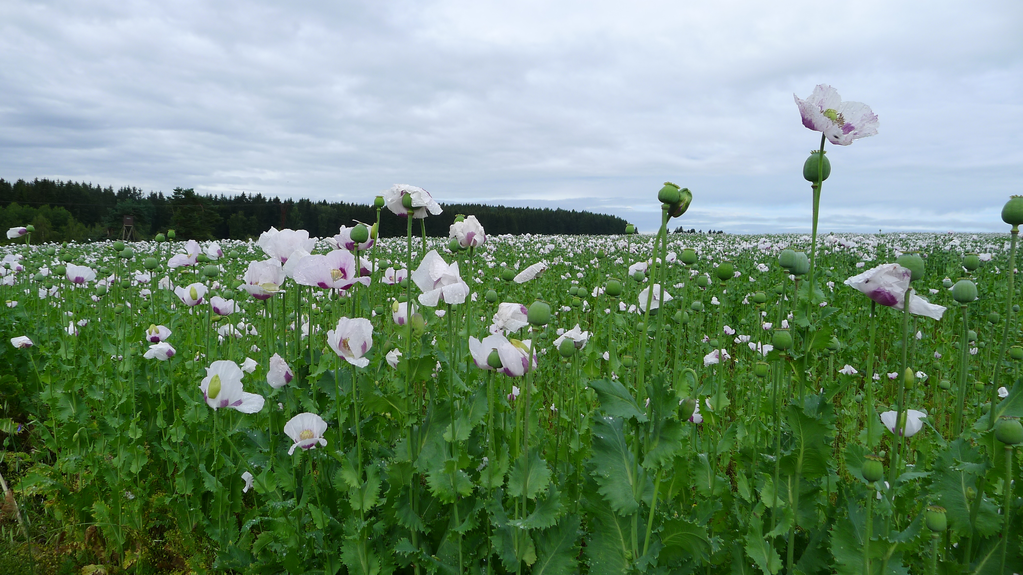 makové pole u Lachovic