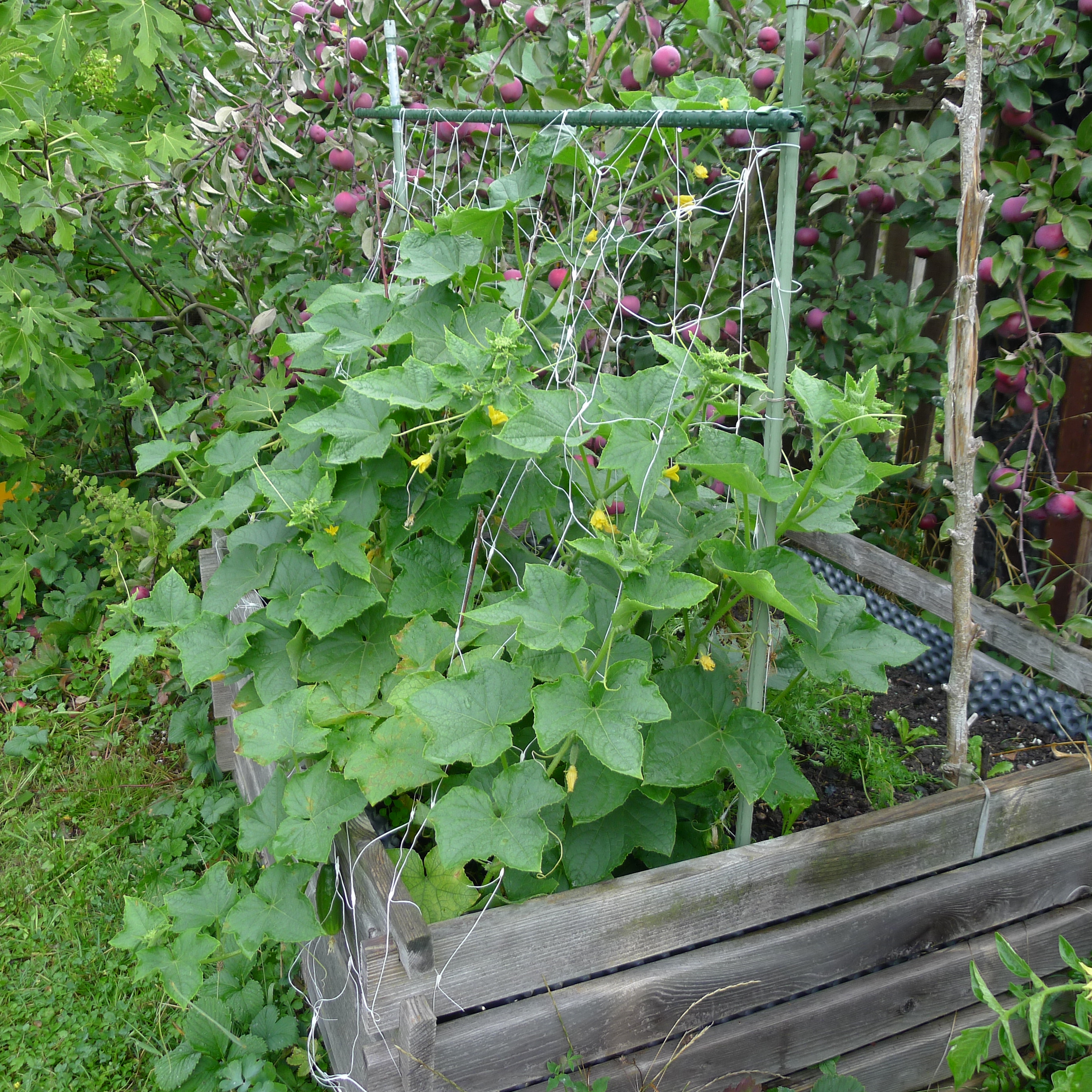 30.8.2025 okurky, mrkev, endivie