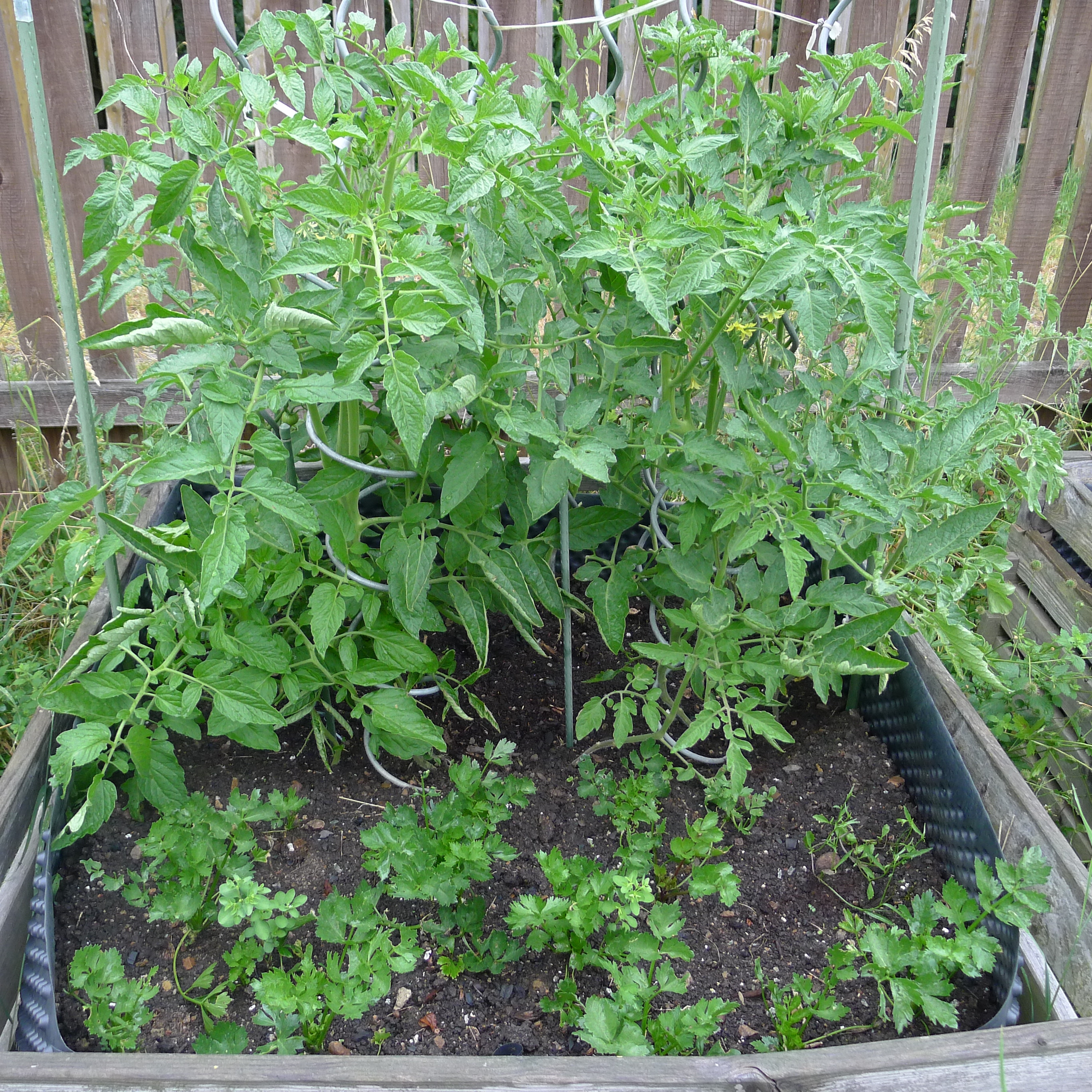 9.7.2025 celer a rajčata