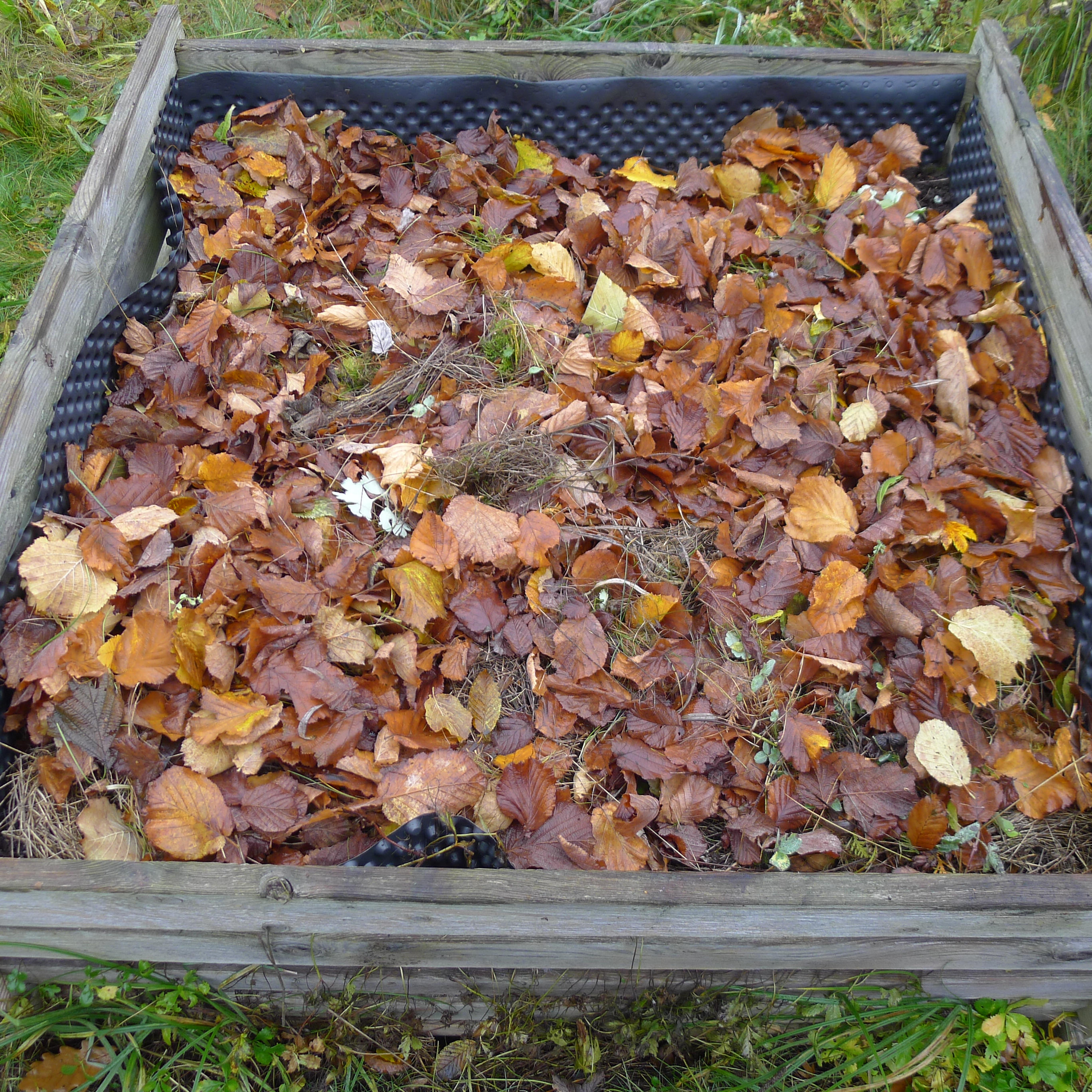 5.11.2025 připraveno na podzimní výsadbu česneku a výsev mrkve