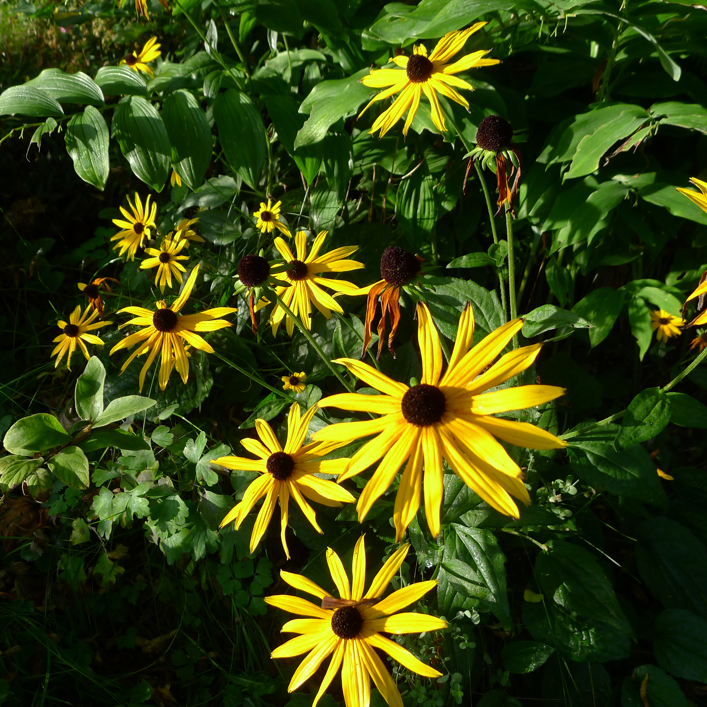 rudbekie