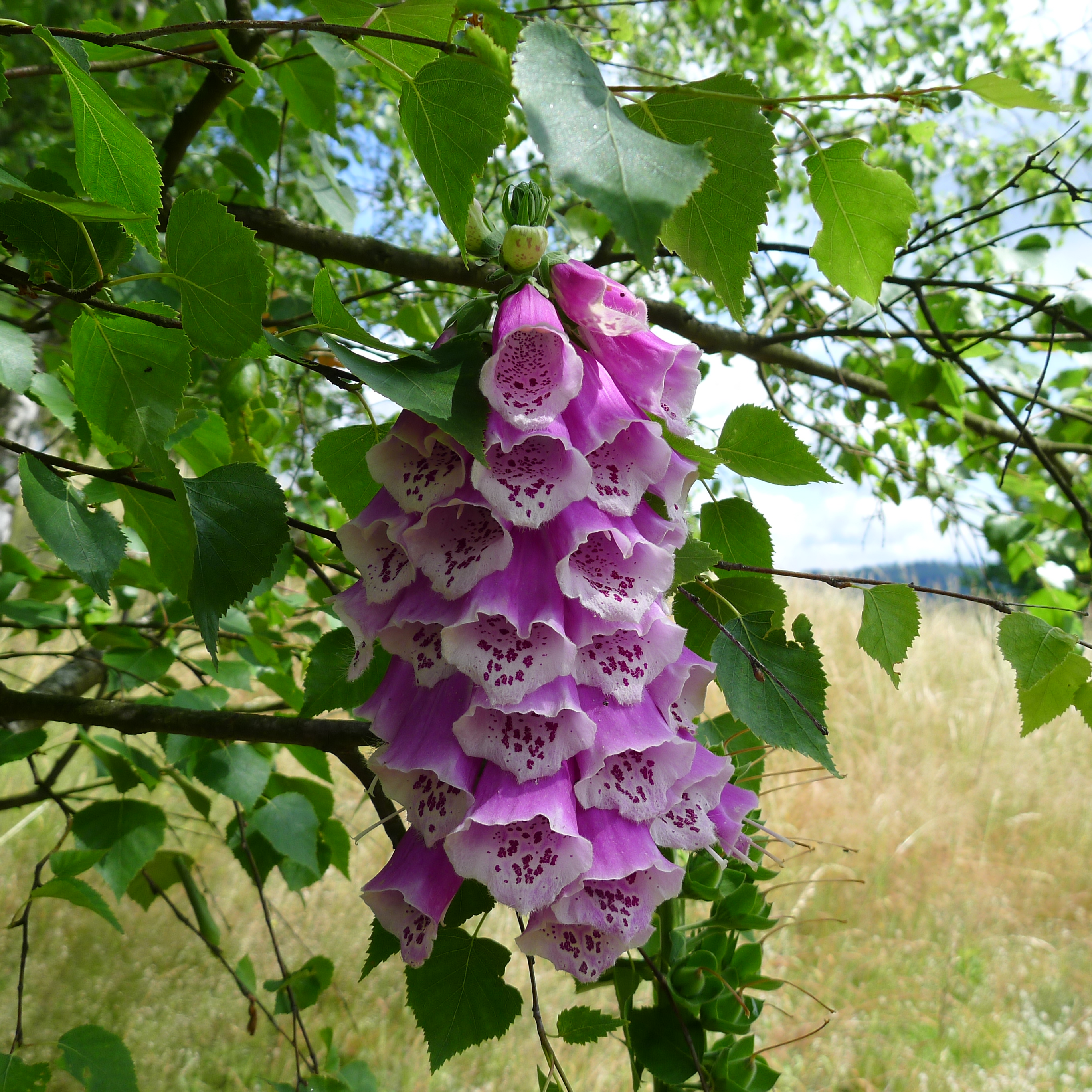 náprstník červený