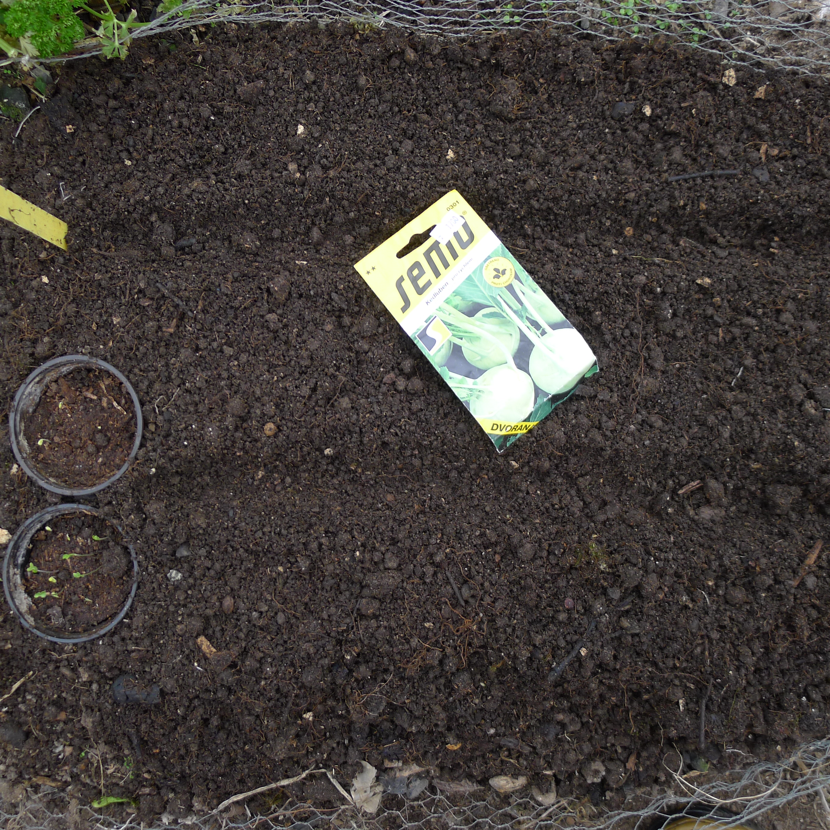 výsev kedluben ve skleníku