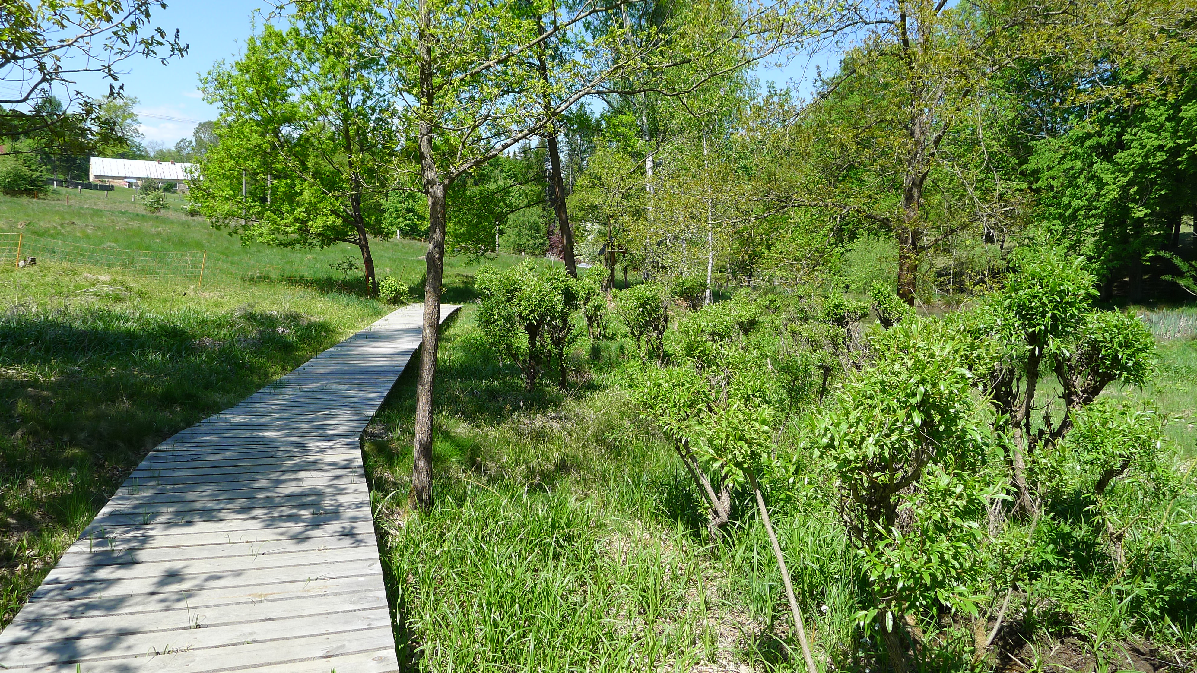 Kolová - luční porost s prameništěm