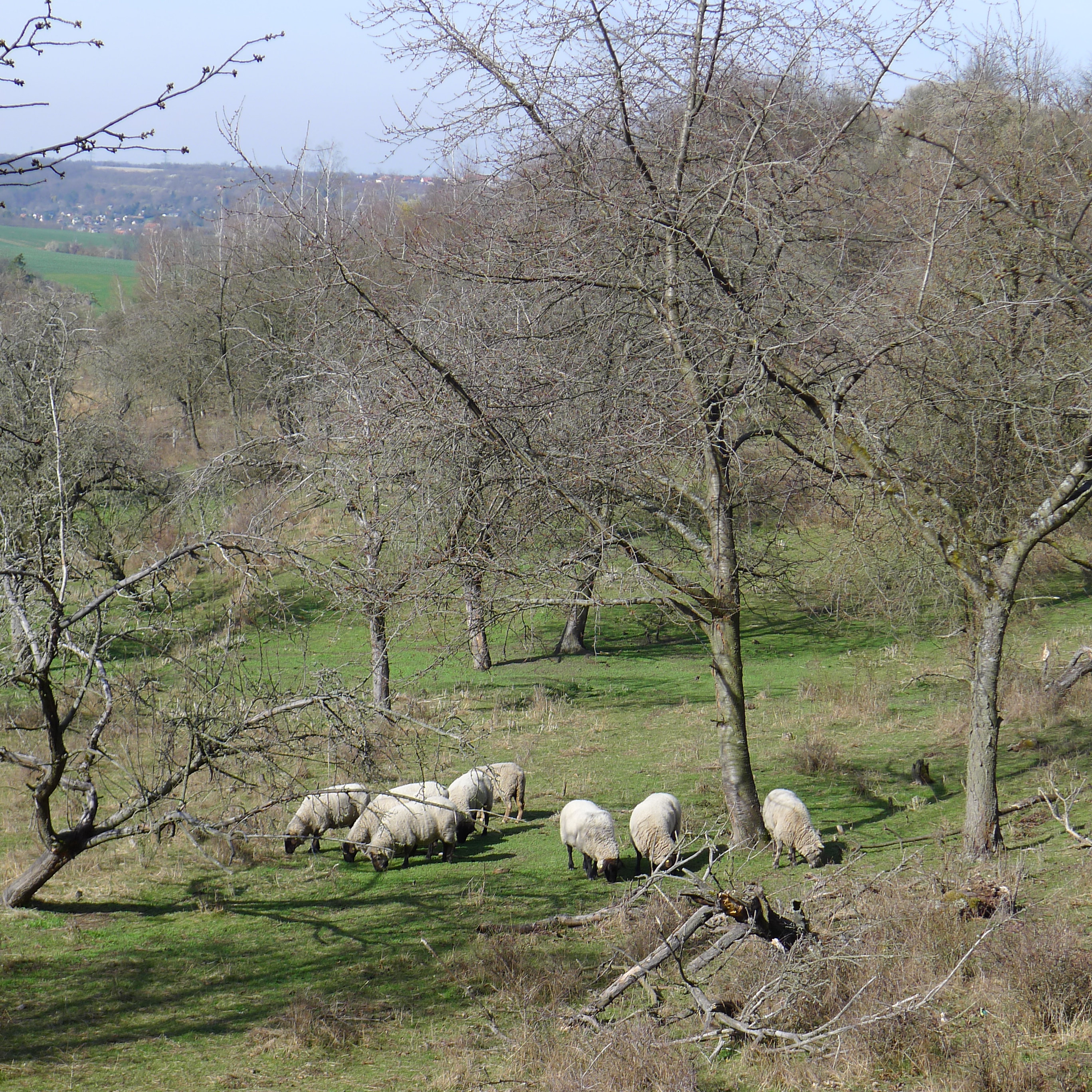 ovce pod Vinařskou horou