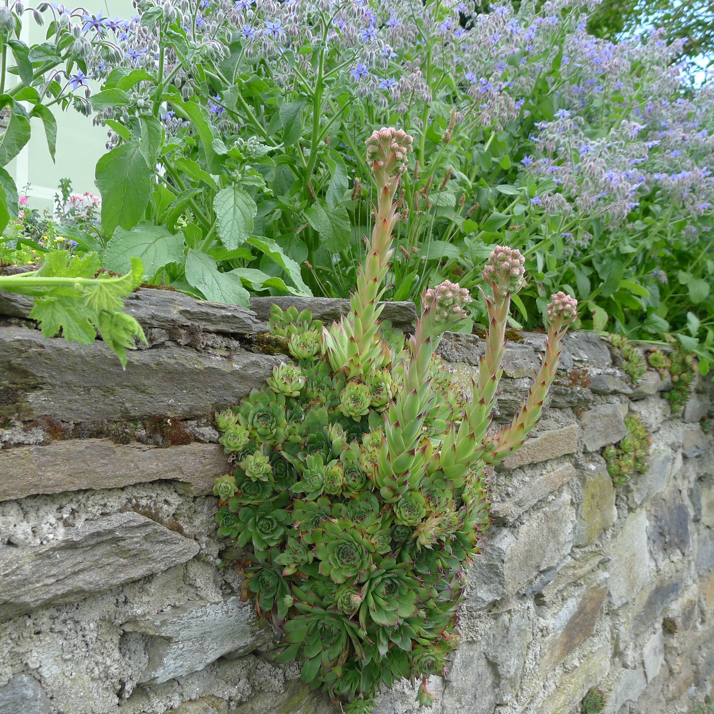 biofarma Belina - netřesky na zídce